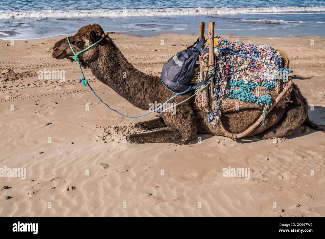 Dromedary with straddle resting Stock Photo