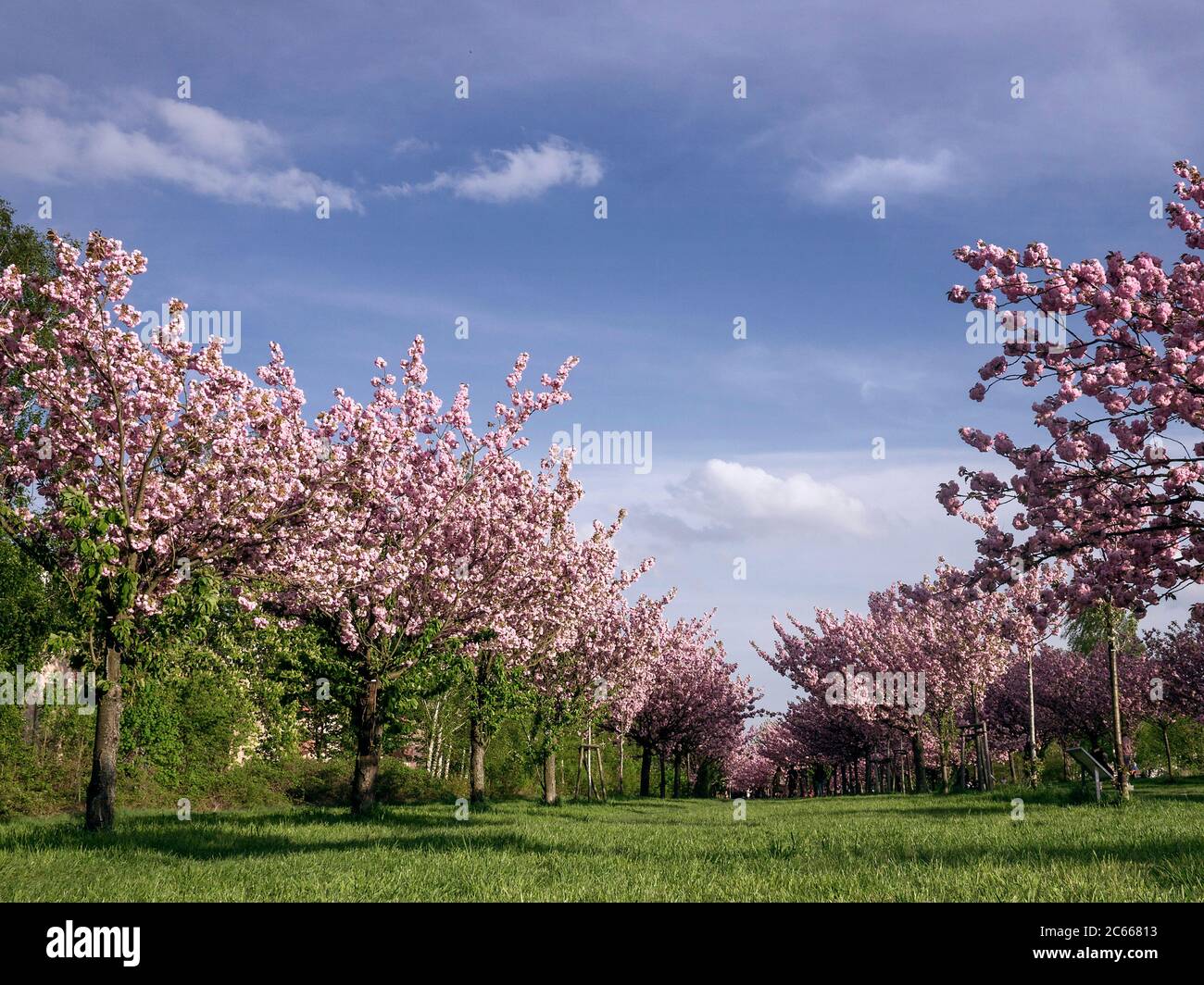 Blossoming almond trees in a green area Stock Photo