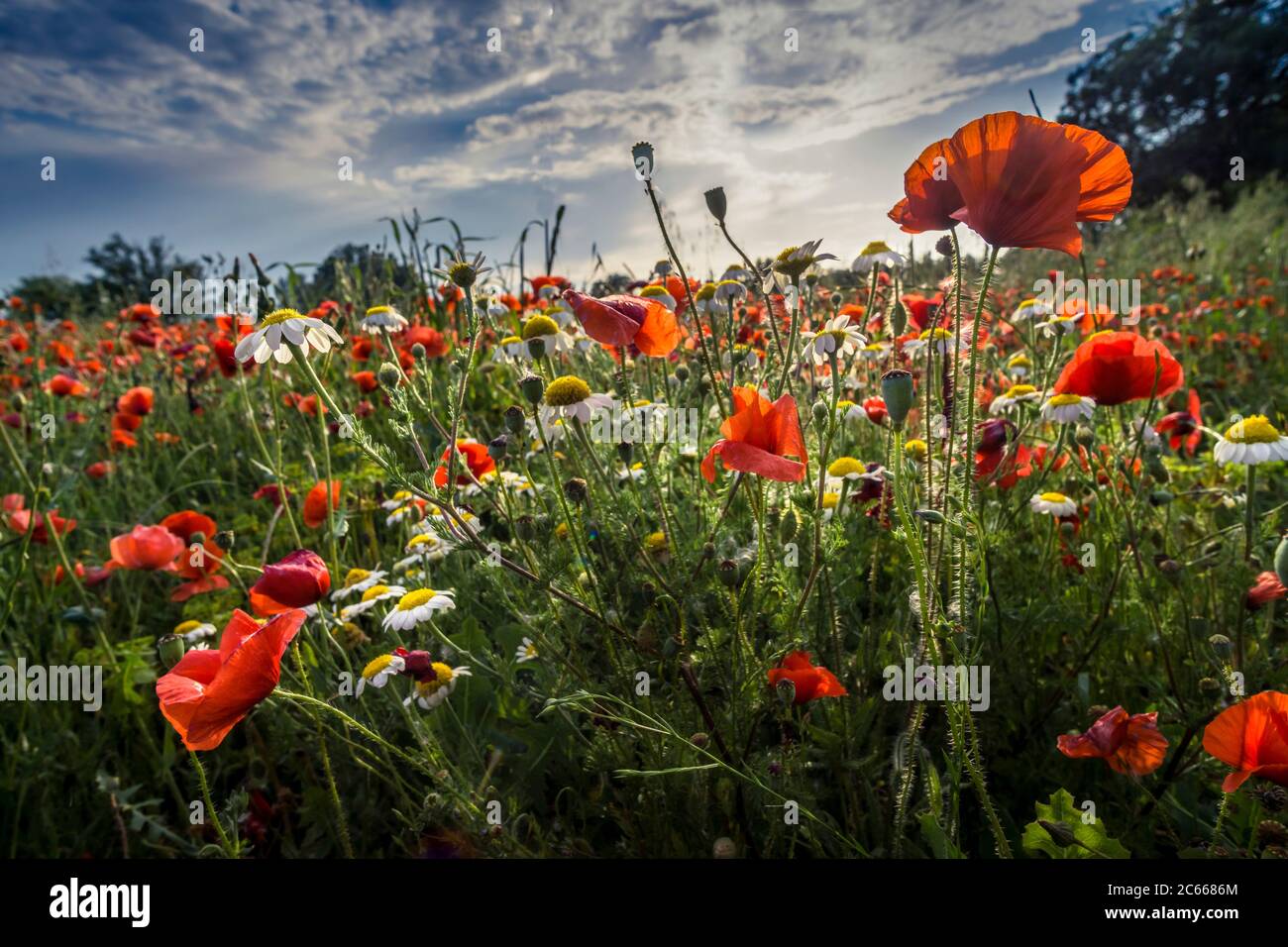 Poppies in spring meadow hi-res stock photography and images - Alamy
