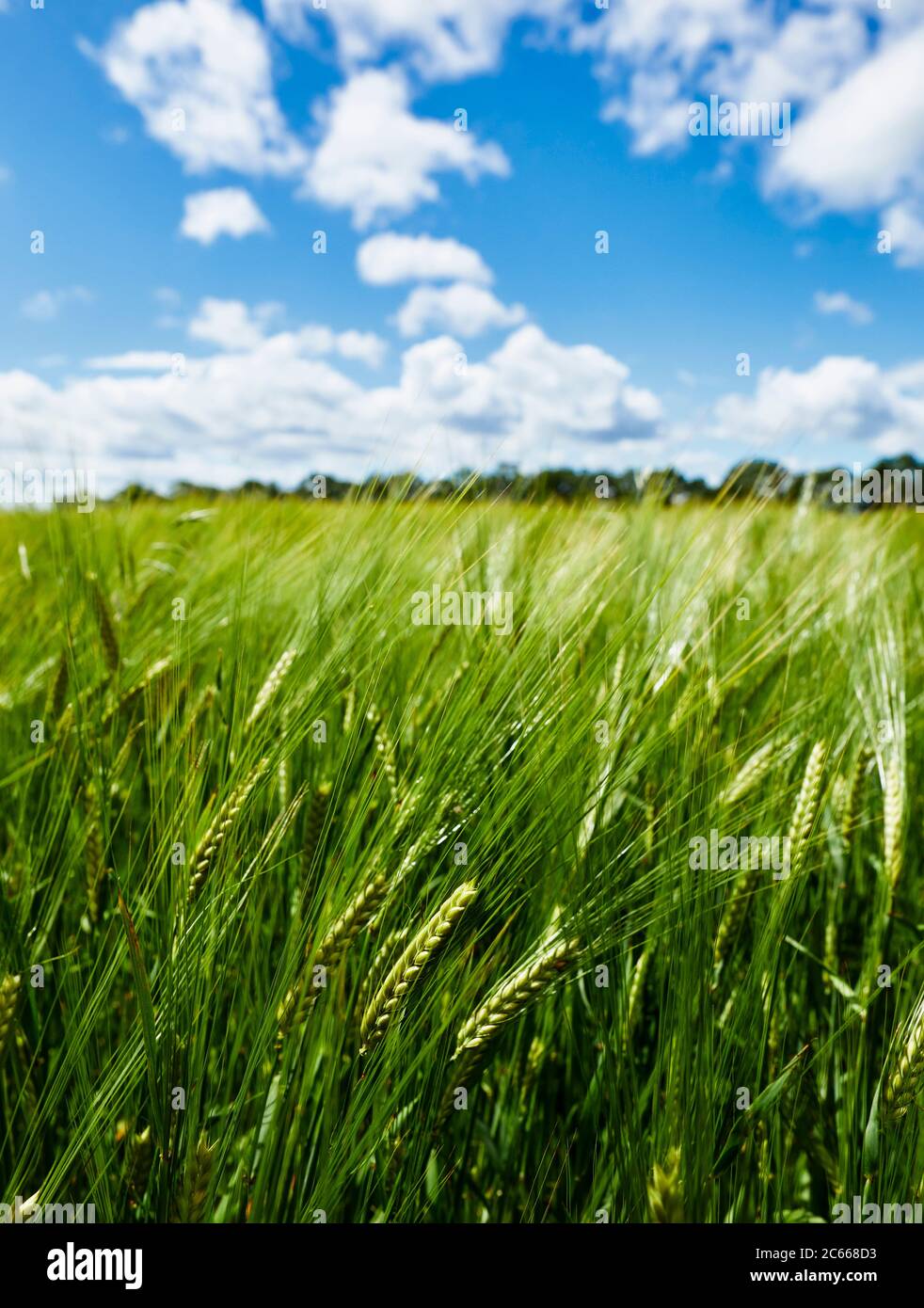 Close up of Wheat in a Wheat field Stock Photo