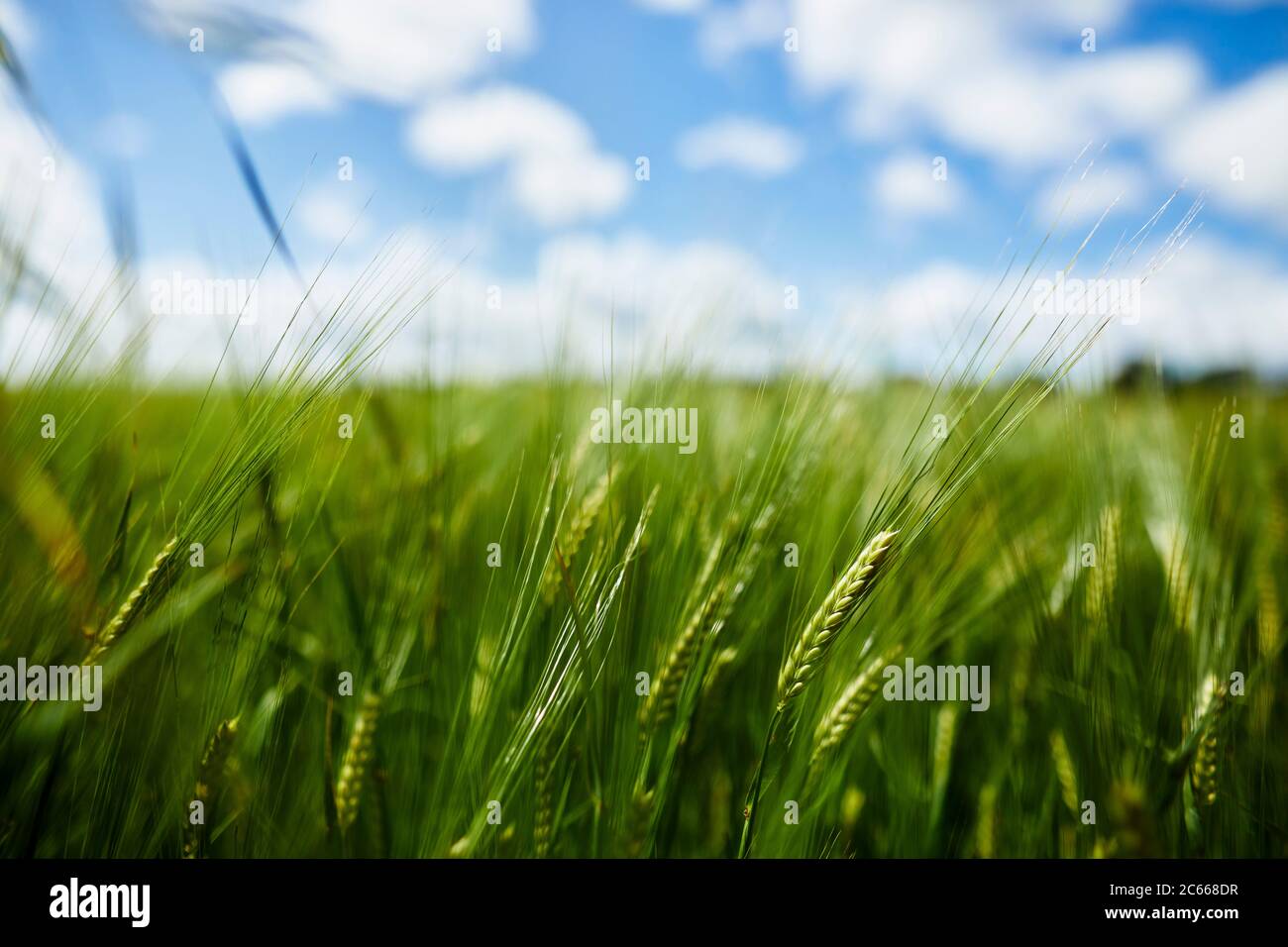 Close up of Wheat in a Wheat field Stock Photo