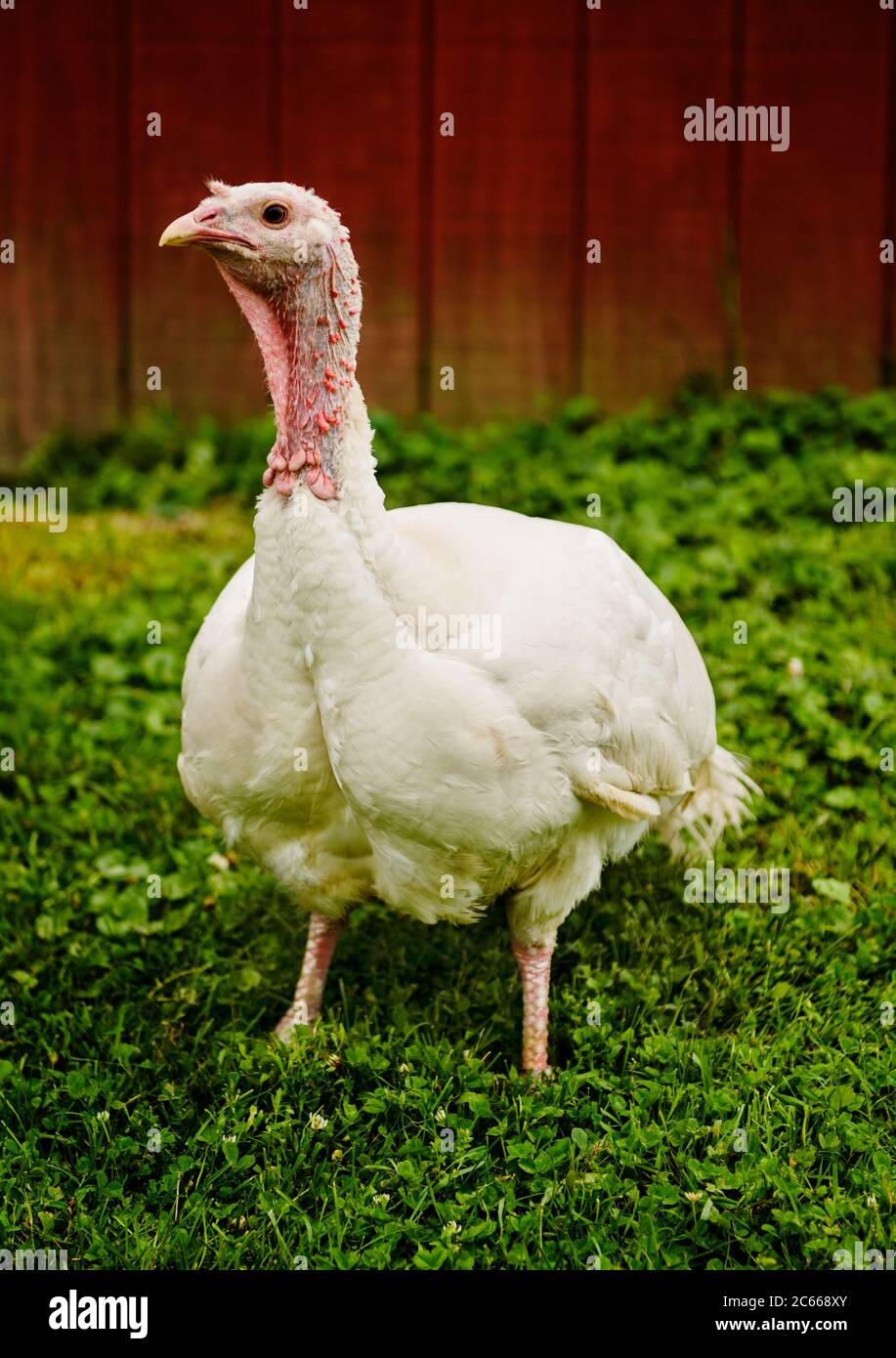 Turkey in a farm pasture Stock Photo