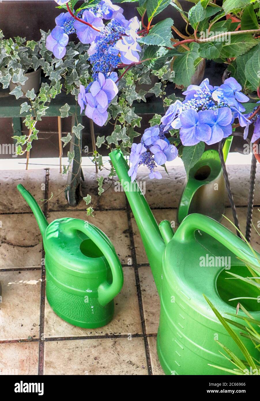 Hydrangea flowerheads, ivy potted plants and watering cans on the home balcony Stock Photo