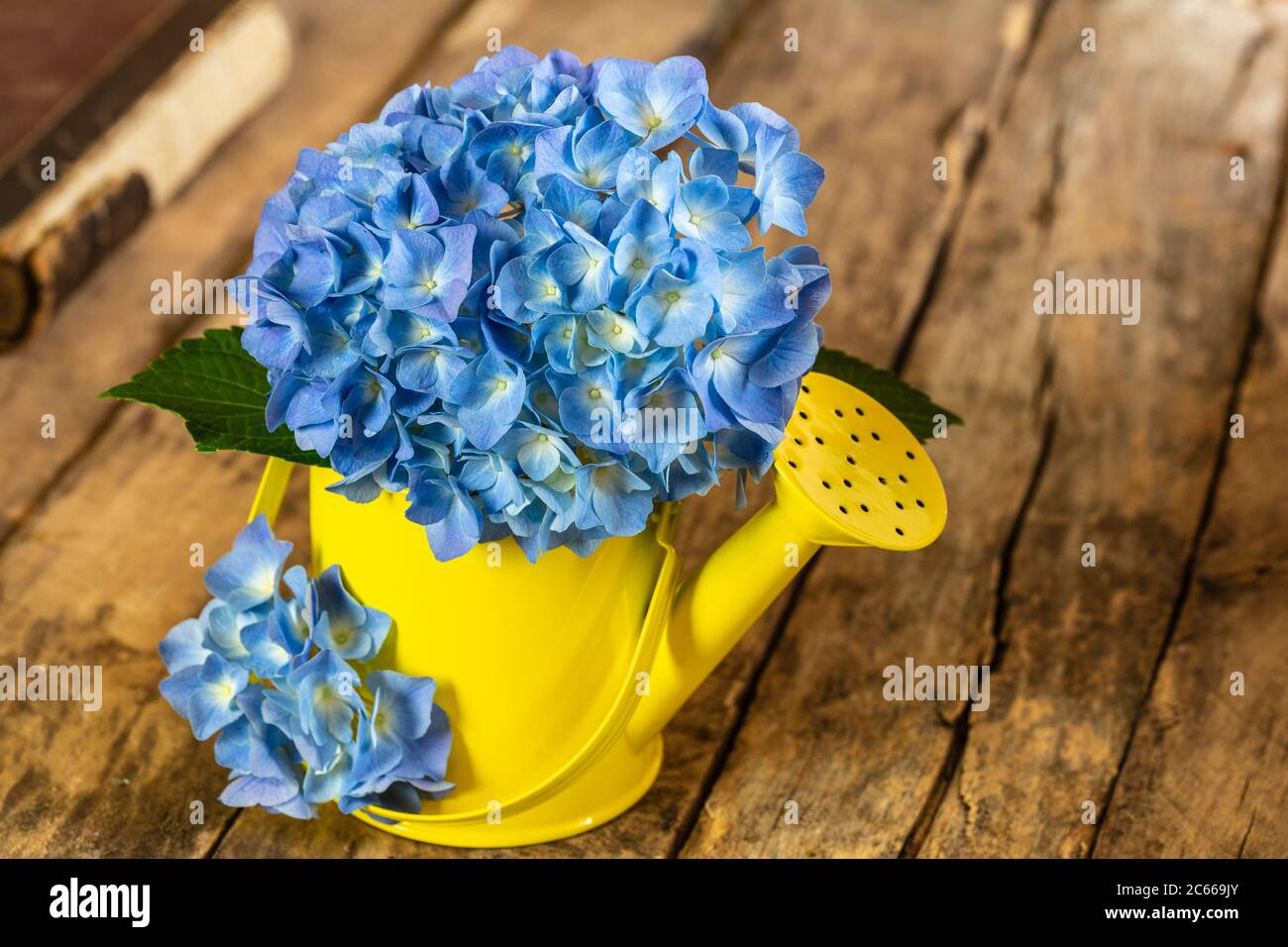 Blue hydrangea, decorative watering can as a vase, wooden background