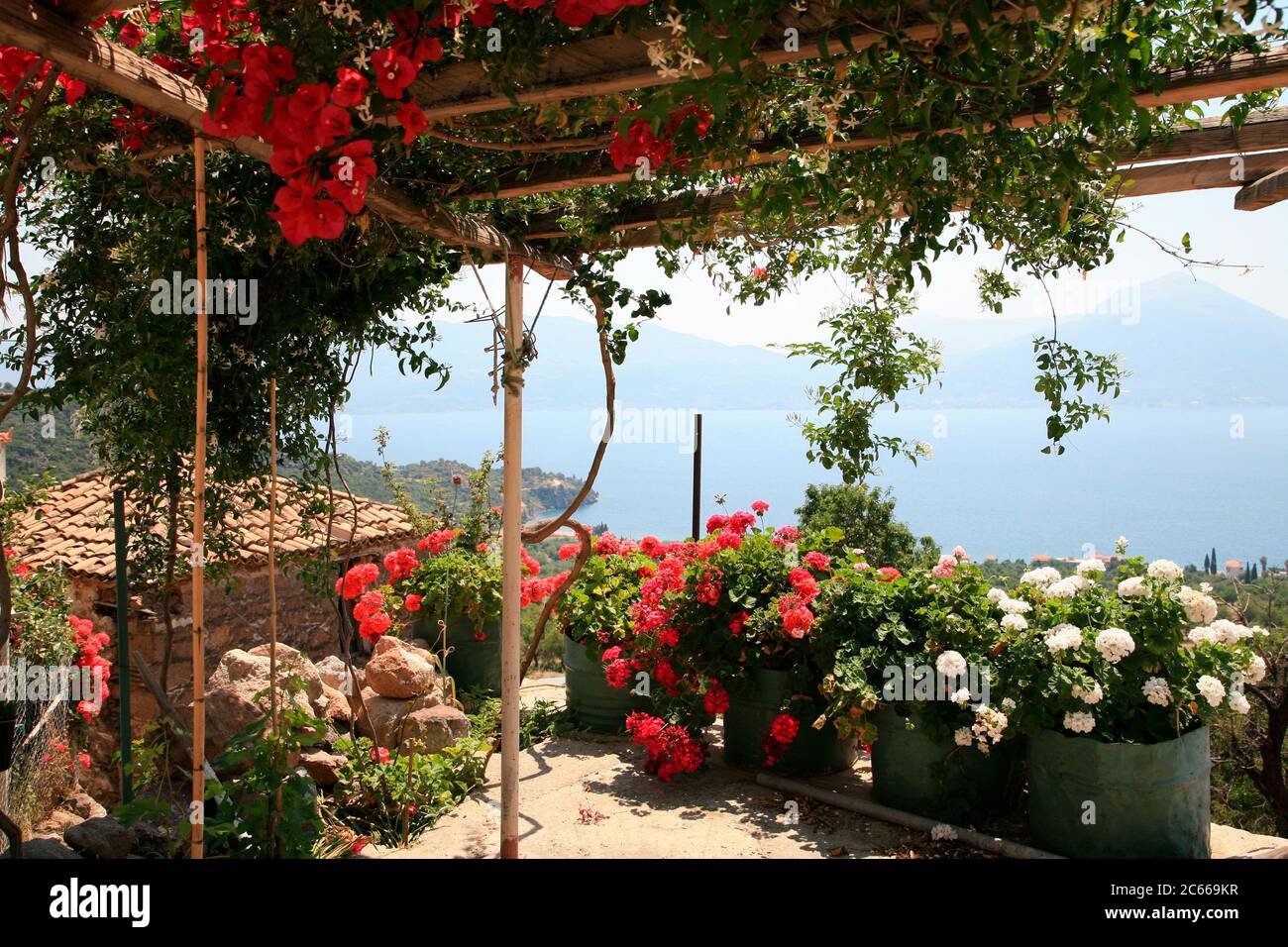 Pergola with bougainvillea hi-res stock photography and images - Alamy