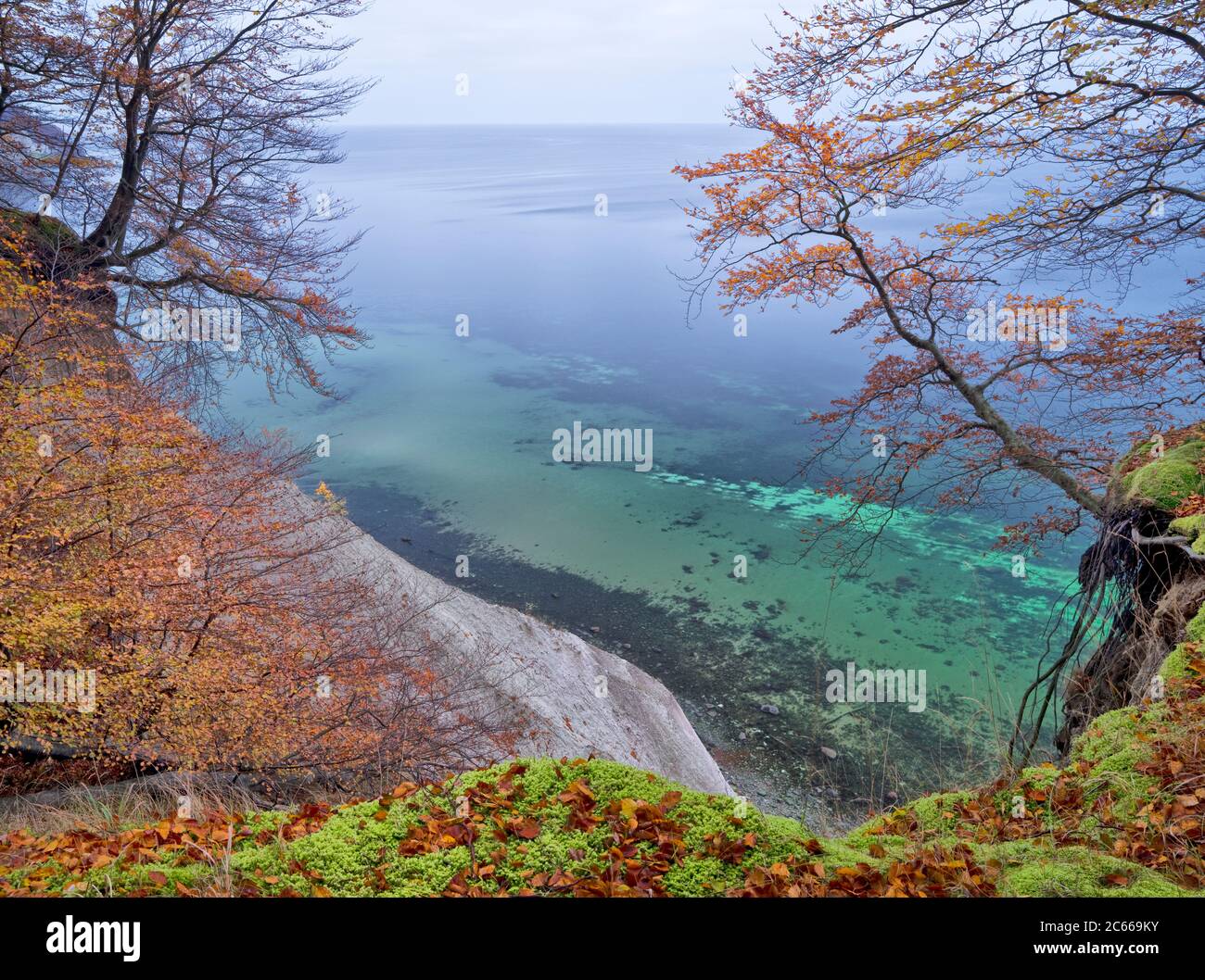 Europe, Germany, Mecklenburg-Western Pomerania, Island of Rügen, Jasmund National Park, UNESCO World Natural Heritage European beech forests, dumping red beech on the steep coast, free-hanging roots Stock Photo