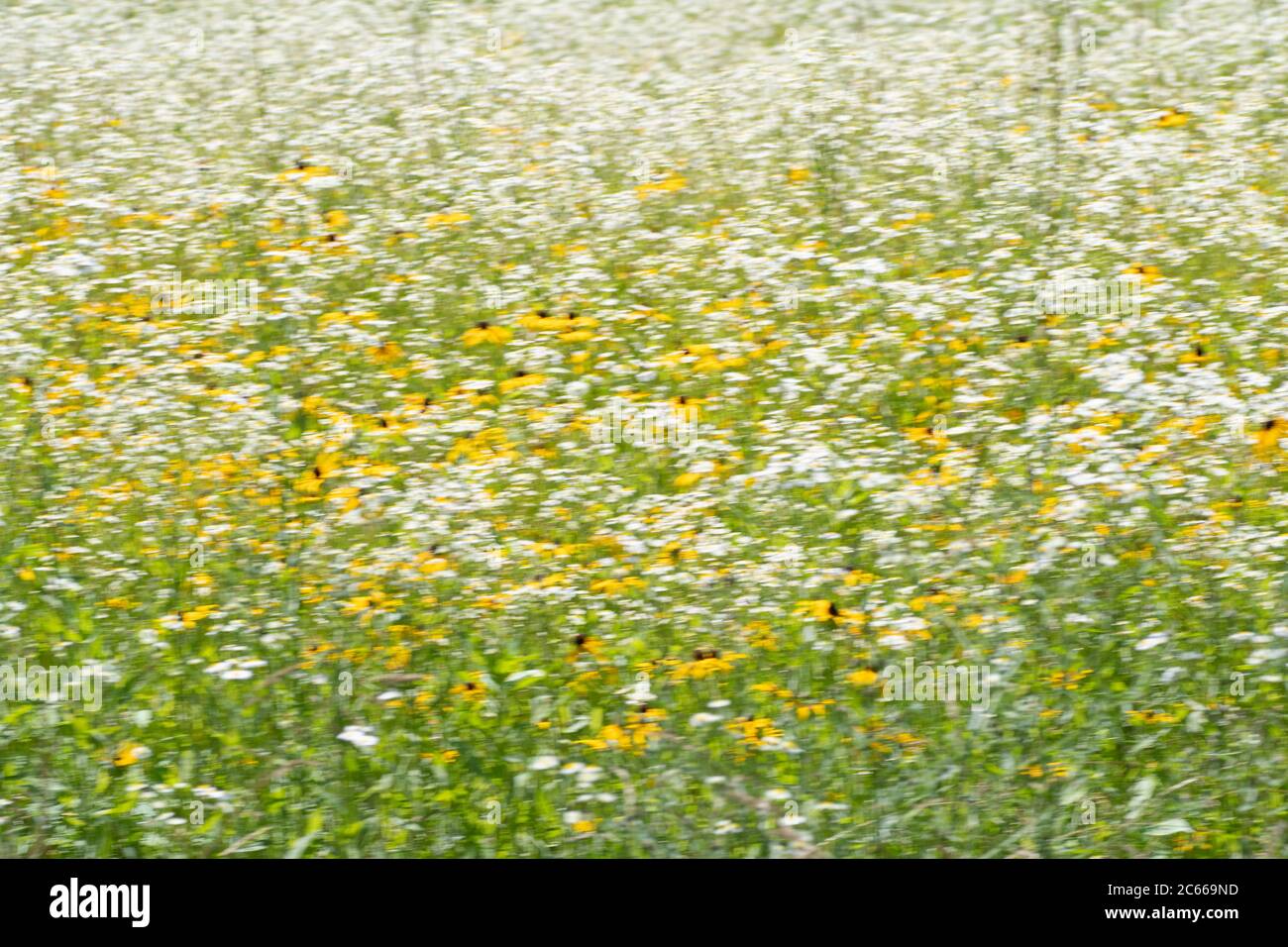 Yellow and white flowers make up an ideal back round for photoshop Stock Photo