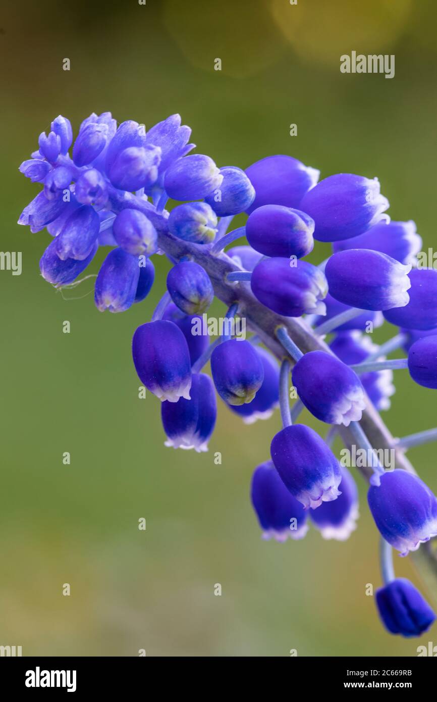 Grape hyacinth, blossom, close-up Stock Photo