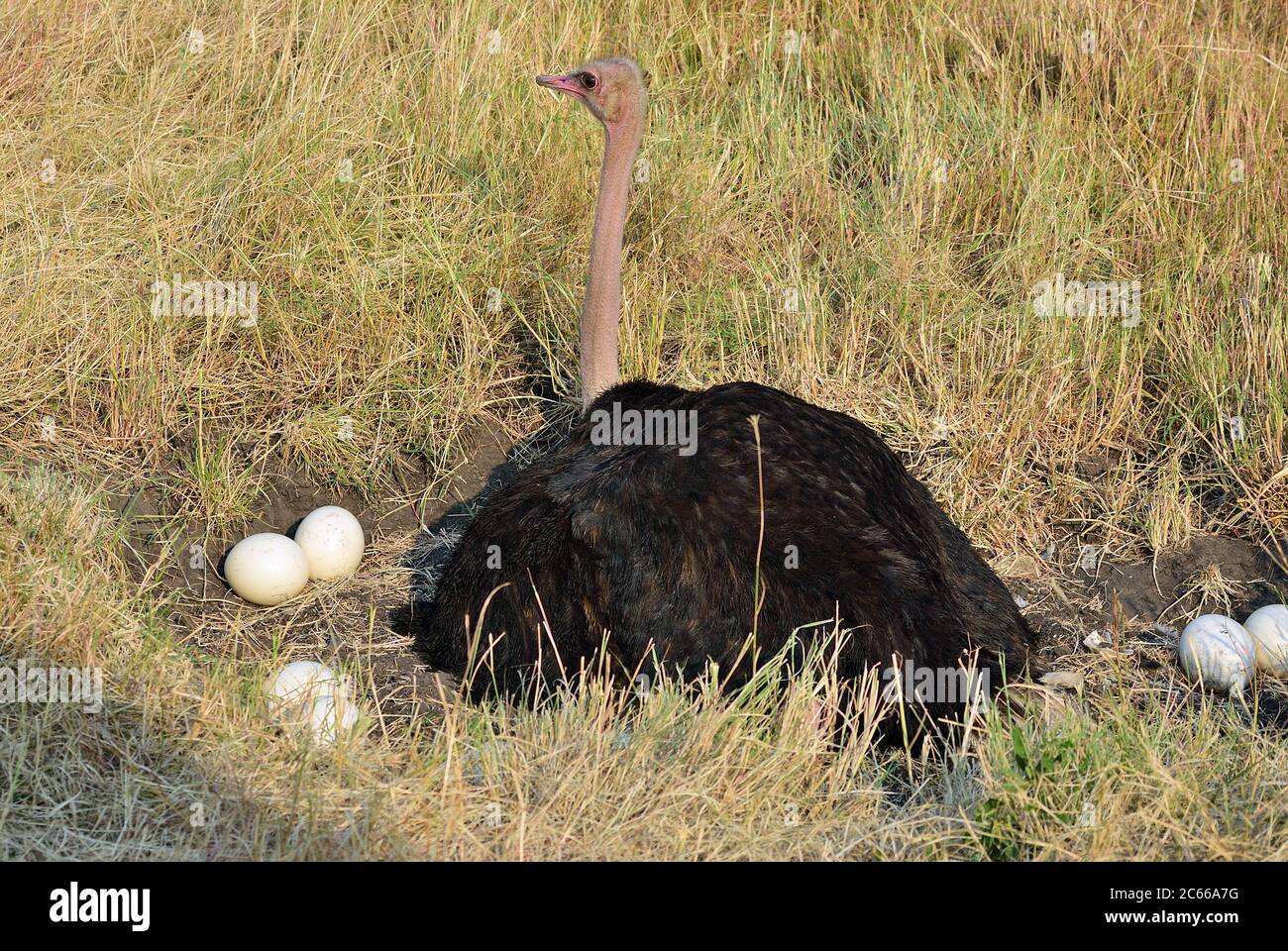 Ostrich Hatch