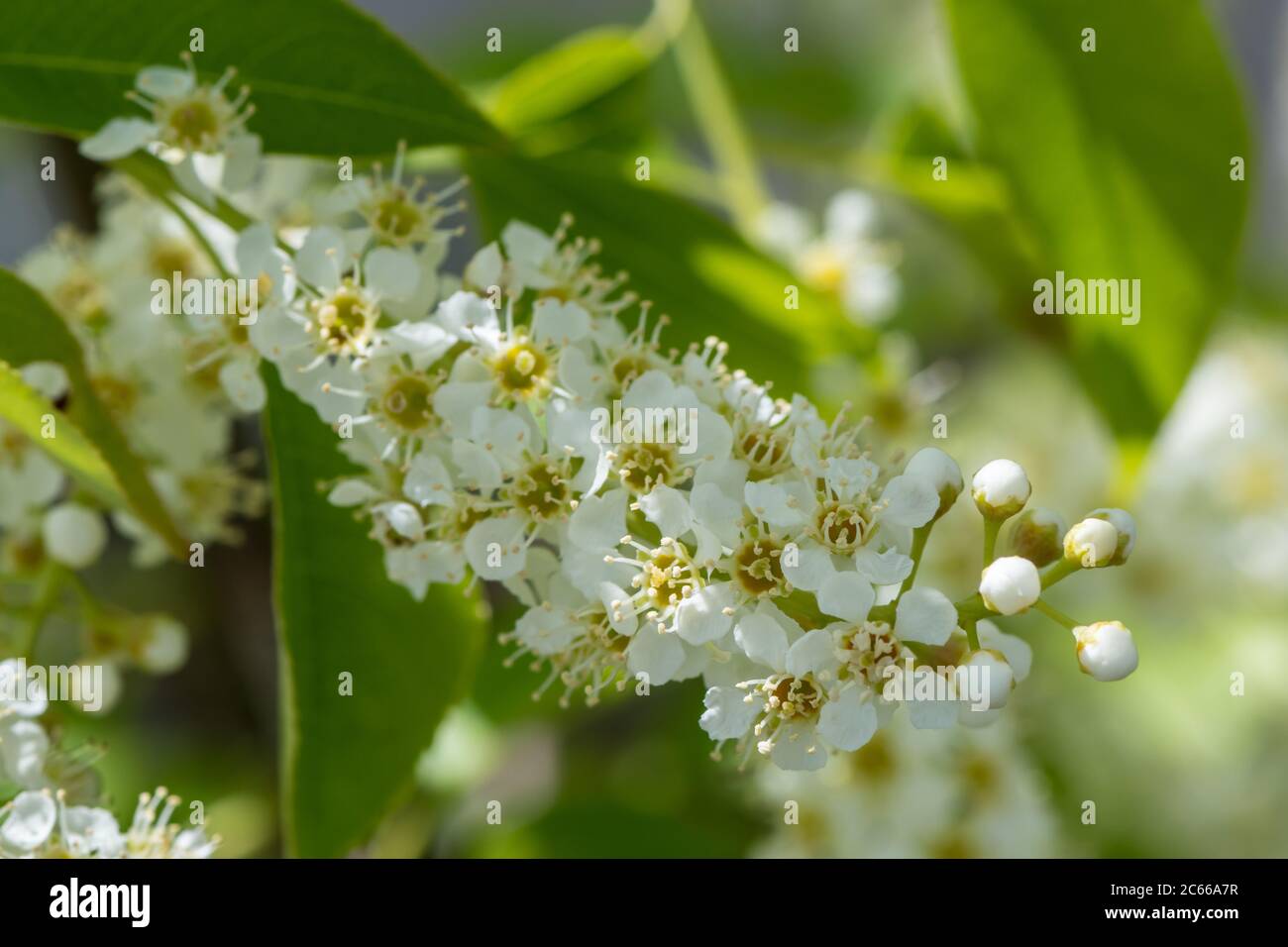 Blooming hackberry tree hi-res stock photography and images - Alamy