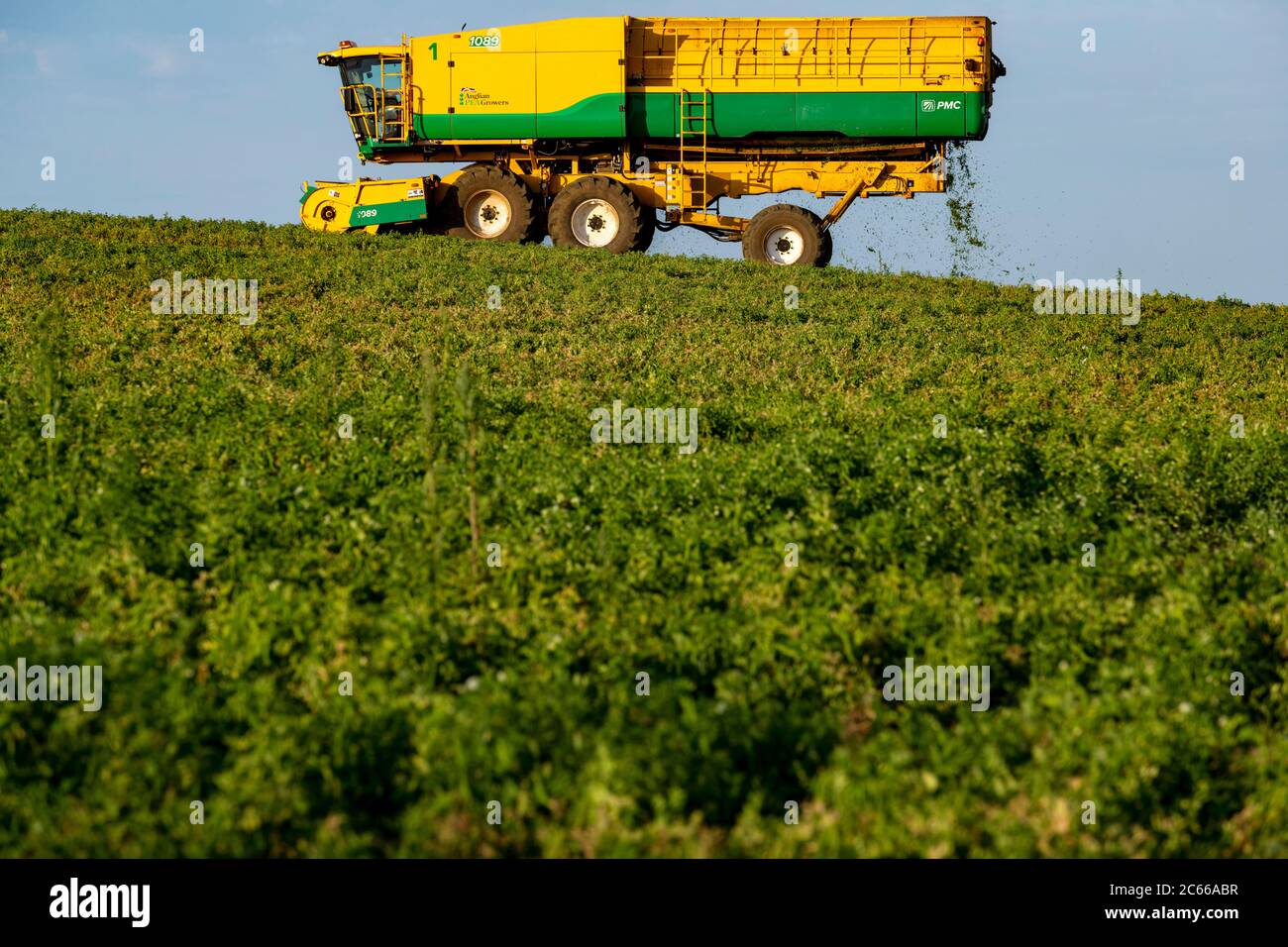 Pea harvest Bawdsey Suffolk Stock Photo