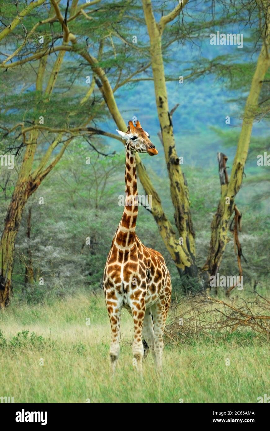 giraffe racing