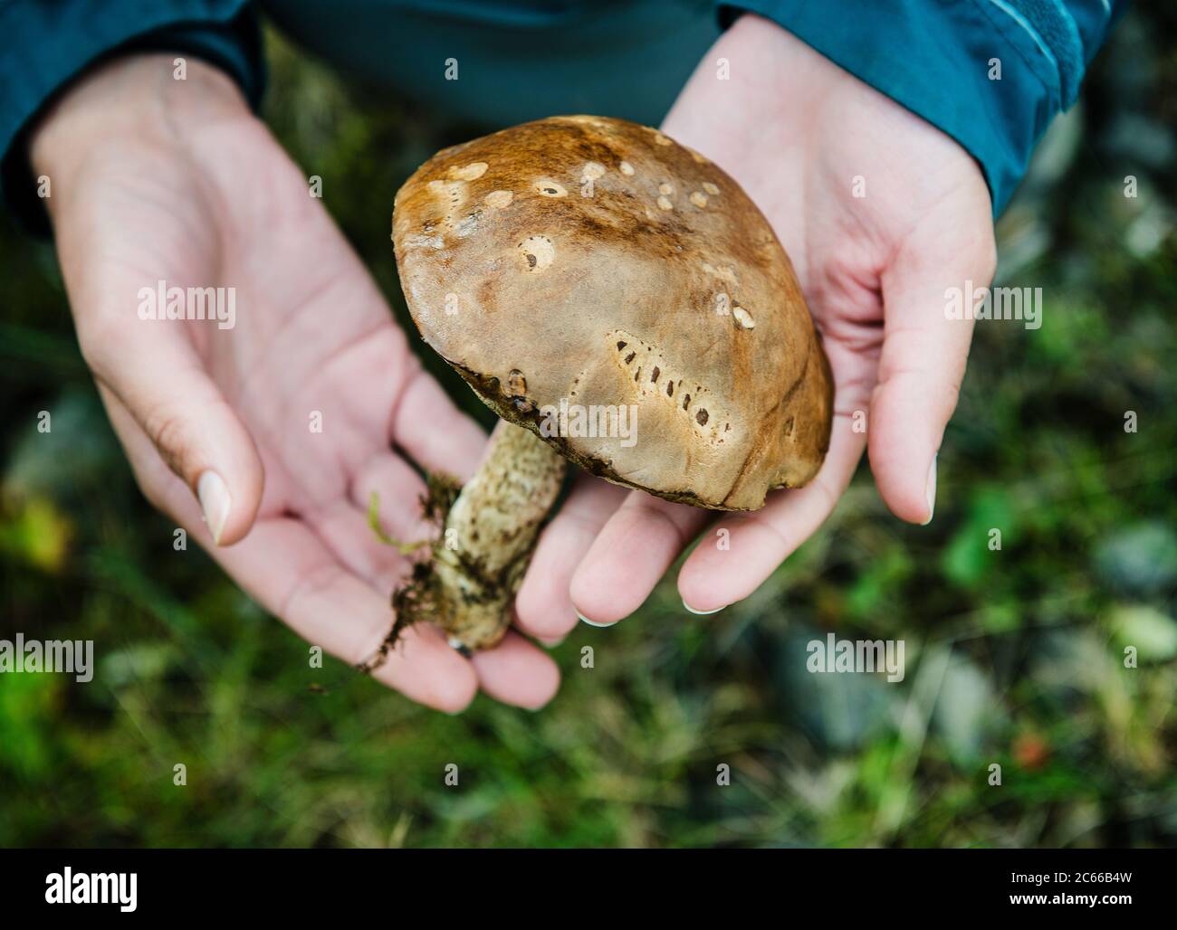 hand holding a wild mushroom Southern Iceland, Iceland, Scandinavia, Europe Stock Photo