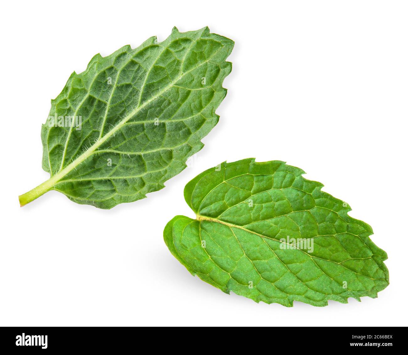 pepper mint isolated on white background Stock Photo Alamy