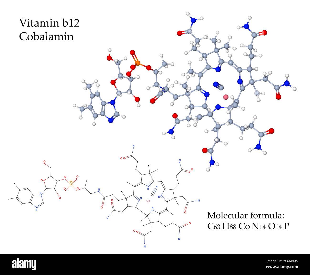 Determination and characterization of vitamin B12 in the muscles and head  innards of edible shrimp | Fisheries Science