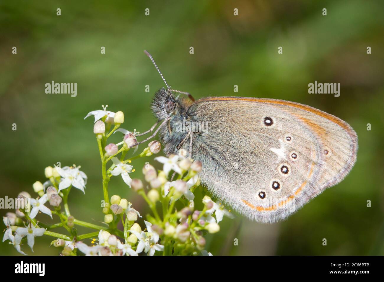 Coenonympha glycerion (chestnut heath butterfly / Rotbraunes Wiesenvögelchen) Stock Photo