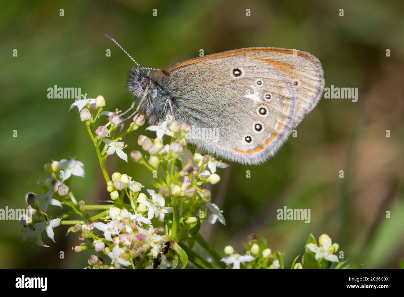 Coenonympha glycerion (chestnut heath butterfly / Rotbraunes Wiesenvögelchen) Stock Photo