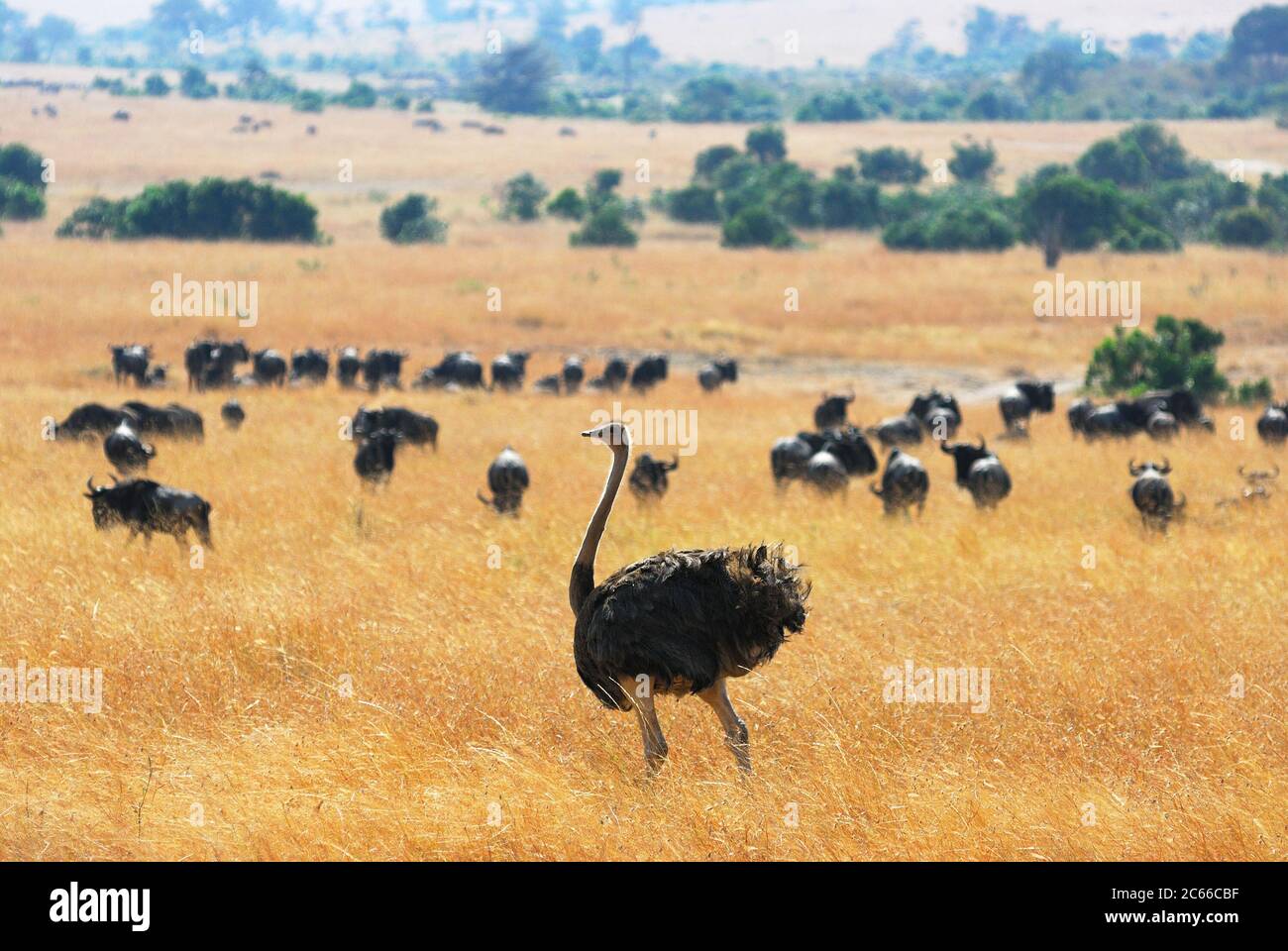 Masai race ostrich, female. Masai Mara, Kenya Stock Photo - Alamy