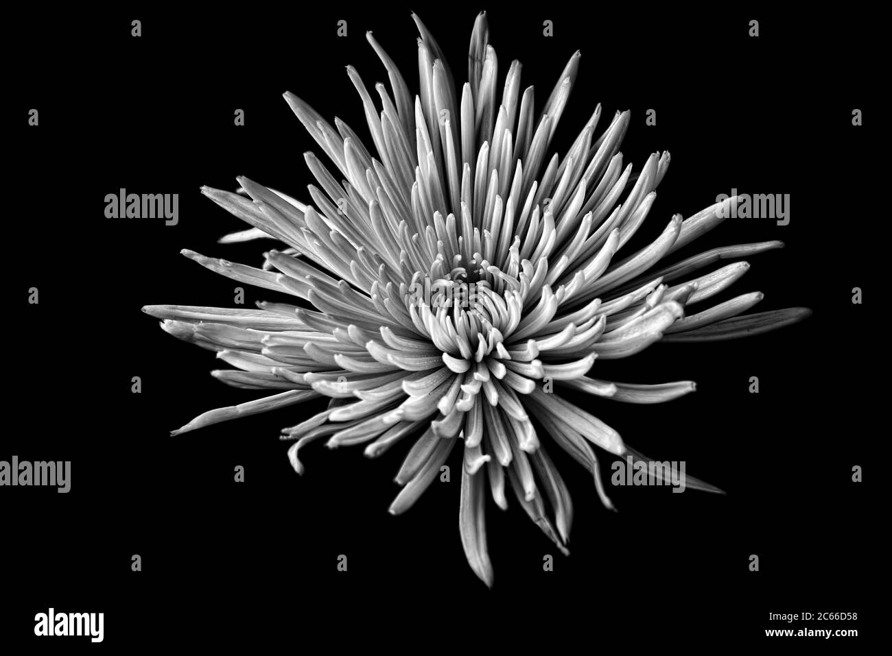 Black and White spider bloom chrysanthemum flower on a black background Stock Photo