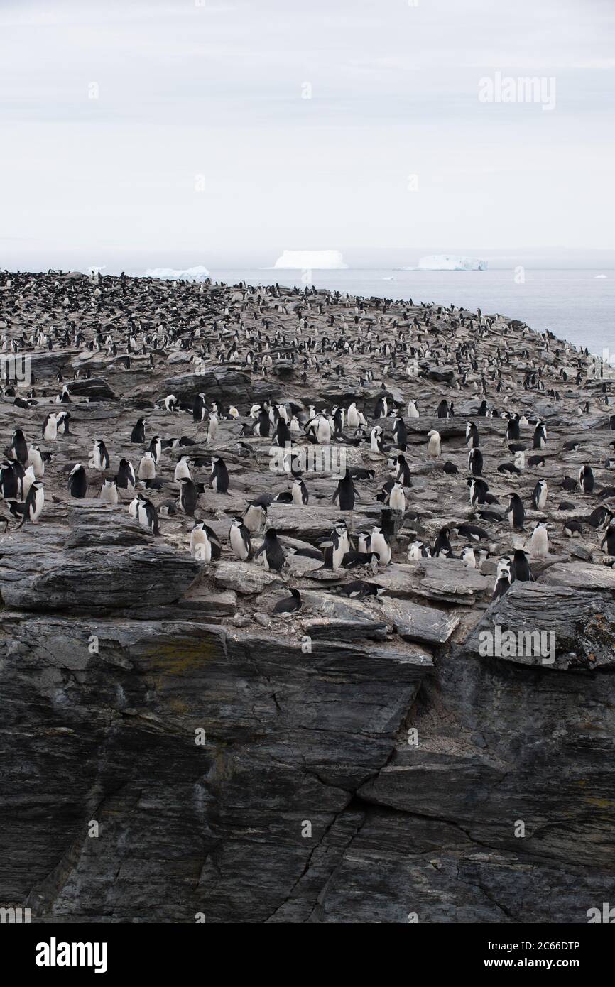Chinstrap Penguin (Pygoscelis antarctica) colony on Signy Island, South Shetlands, Antarctica Stock Photo