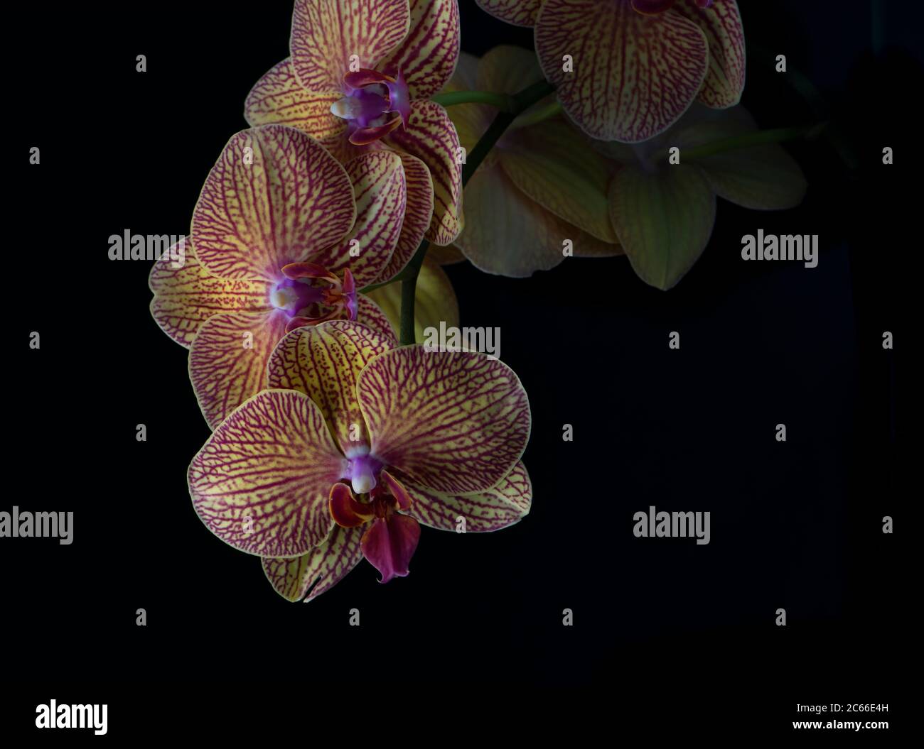 A Phalaenopsis Orchid, or commonly known as Moth Orchid, on a black background Stock Photo
