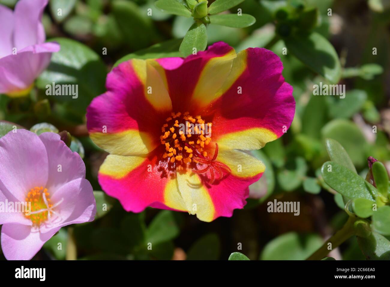 Portulaca colorblast, Watermelon Punch, also known as Moss Rose or Purslane. Succulent plant with bi-color flowers Stock Photo