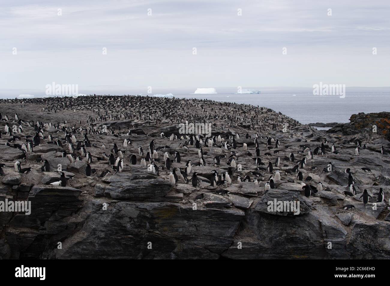 Chinstrap Penguin (Pygoscelis antarctica) colony on Signy Island, South Shetlands, Antarctica Stock Photo