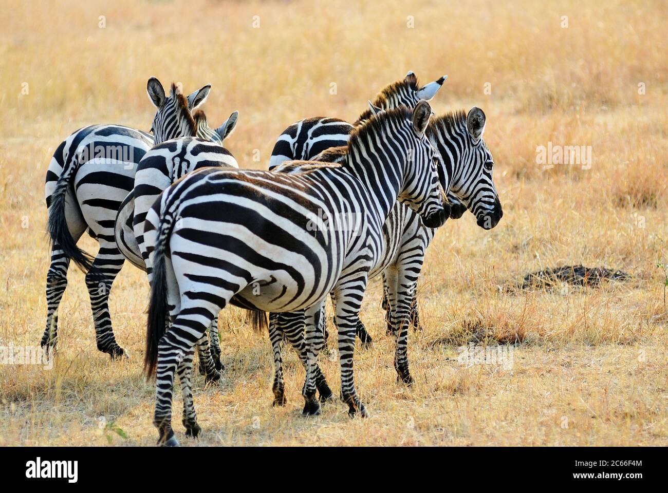 Zebras herd in Masai Mara national park at sunset, Kenya, Africa Stock ...