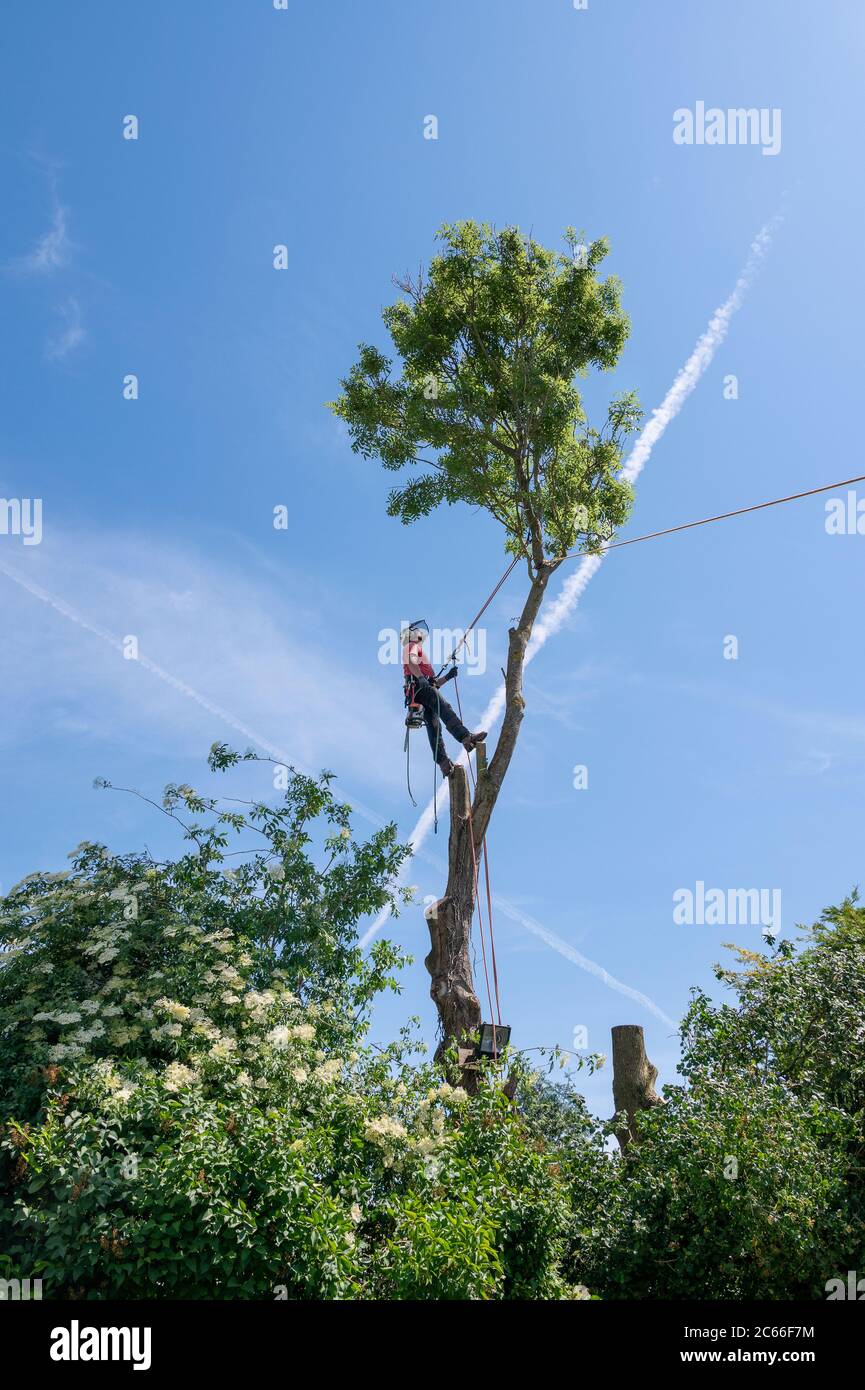 A Tree Surgeon or Arborist standing on tall tree stumps ready to cut the crown of the tree. Stock Photo