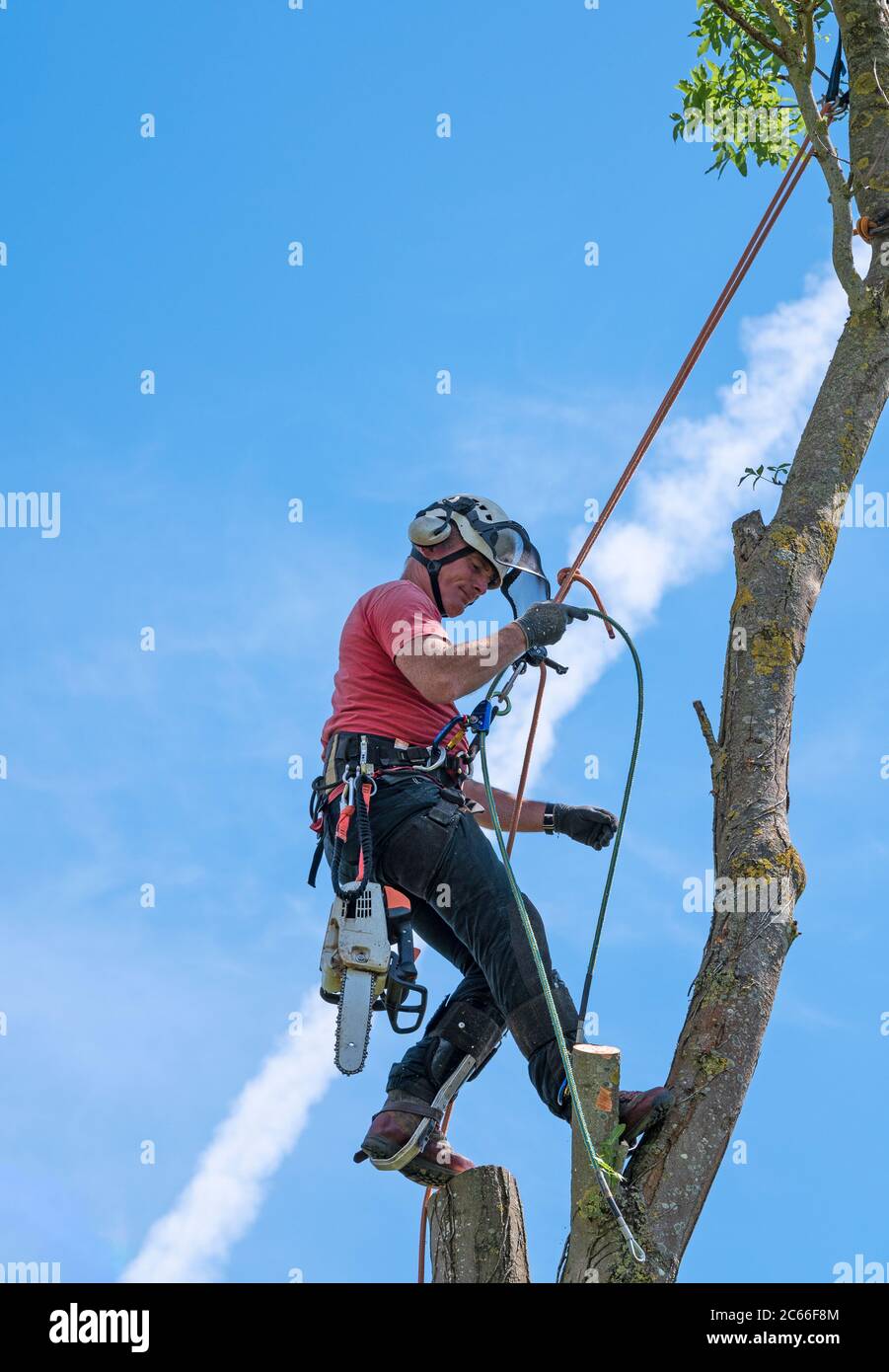 A Tree Surgeon or Arborist adjusting safety ropes near the top of a tree. Stock Photo