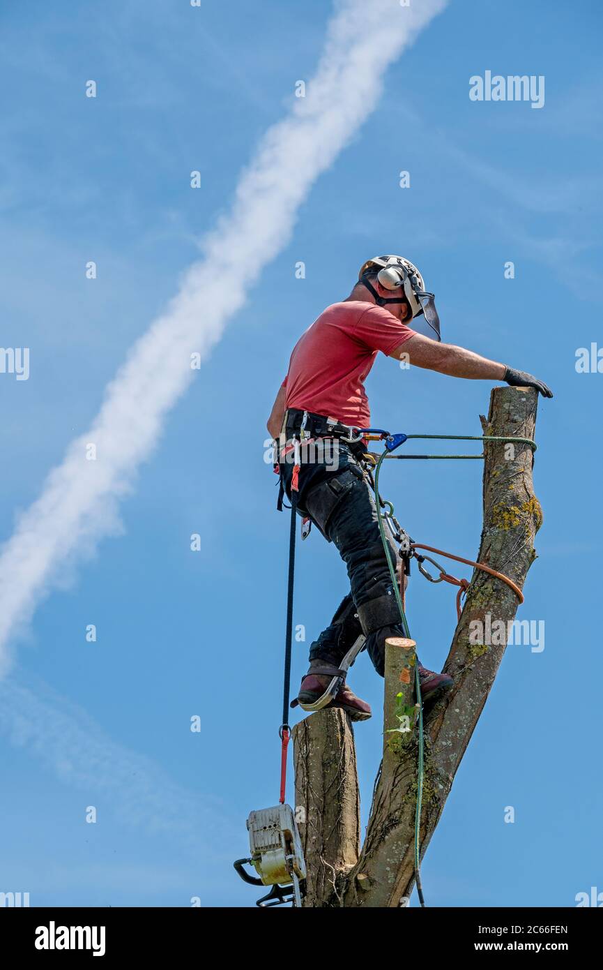 A Tree Surgeon or Arborist roped to a tree stem high in a tree. Stock Photo