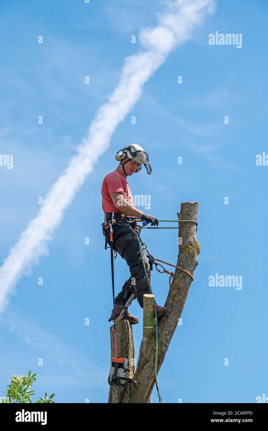 A Tree Surgeon or Arborist standing on top of a tall tree stump using his safety ropes. Stock Photo
