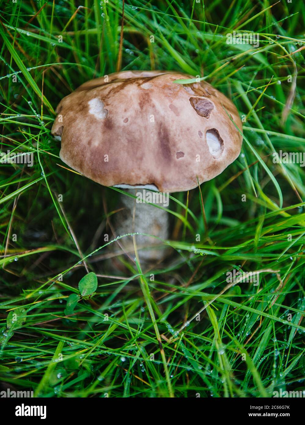 Wild mushroom growing in Skaftafell national park, Vatnajökull, Southeast Iceland, Scandinavia, Europe Stock Photo