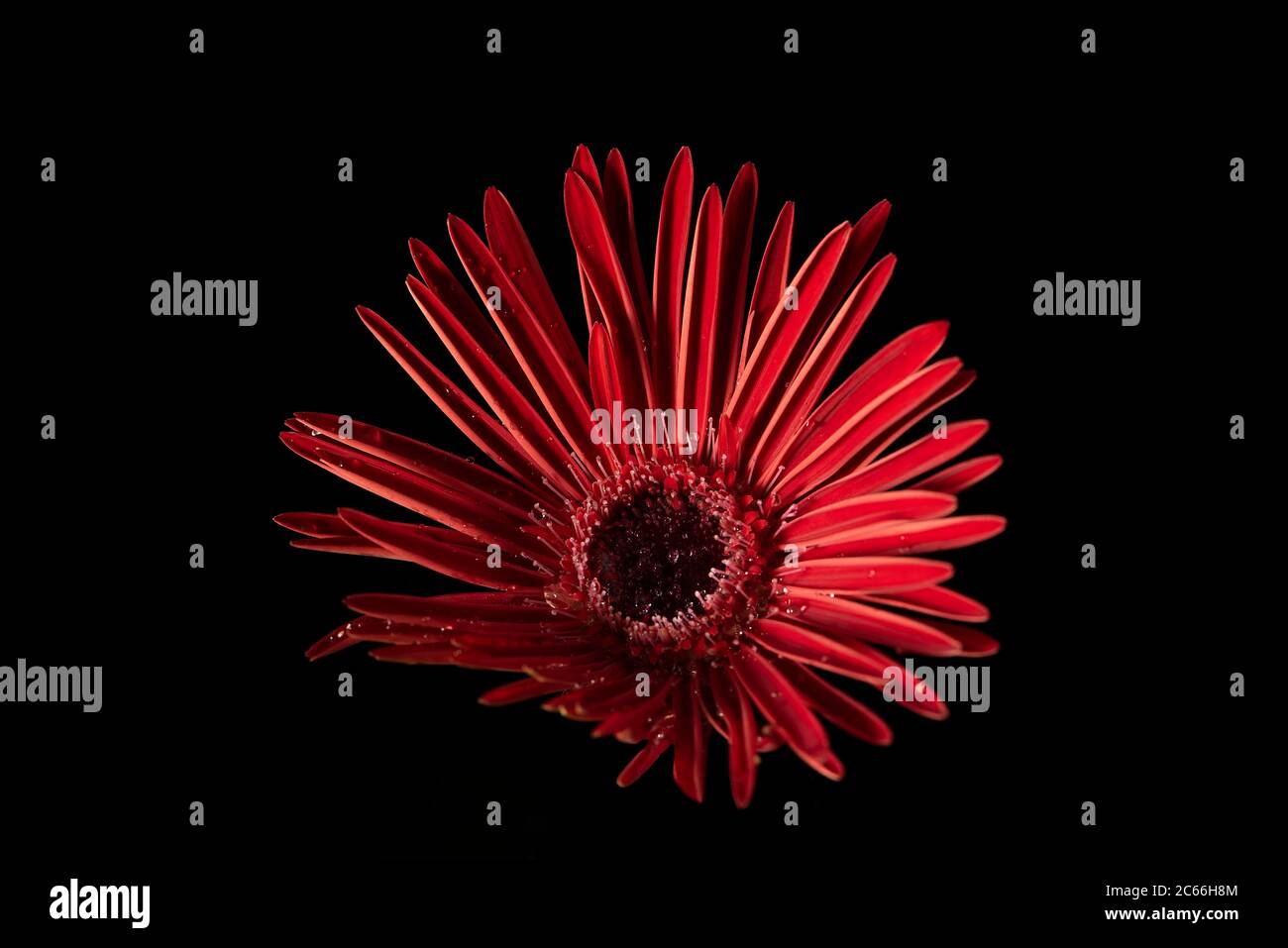 Vibrant red Gerber Daisy with water droplets on a black background Stock Photo