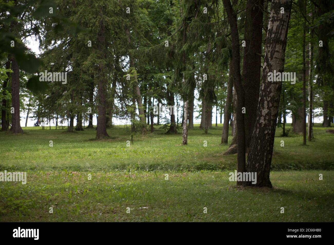 Green Trees and Grass in the Park Petergof Stock Photo - Alamy