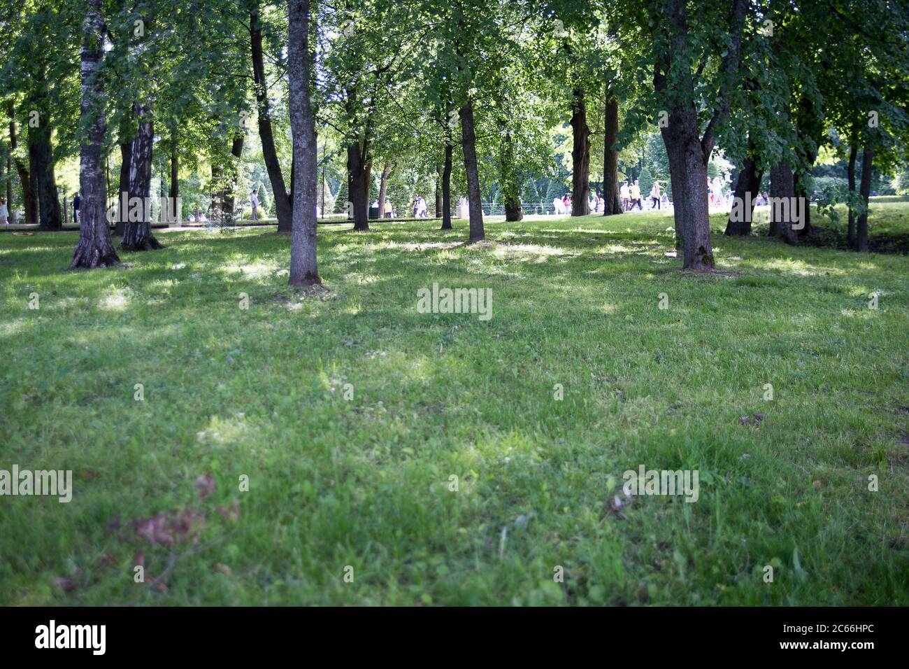 Green Trees and Grass in the Park Petergof Stock Photo - Alamy