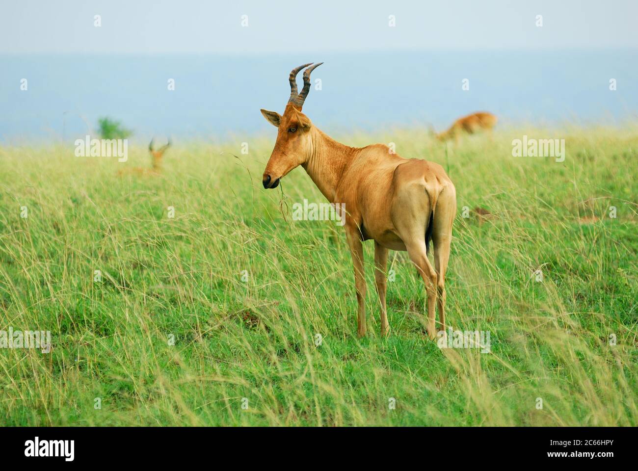 Antelope Lelwel Hartebeest (Alcelaphus buselaphus lelwel), also known ...