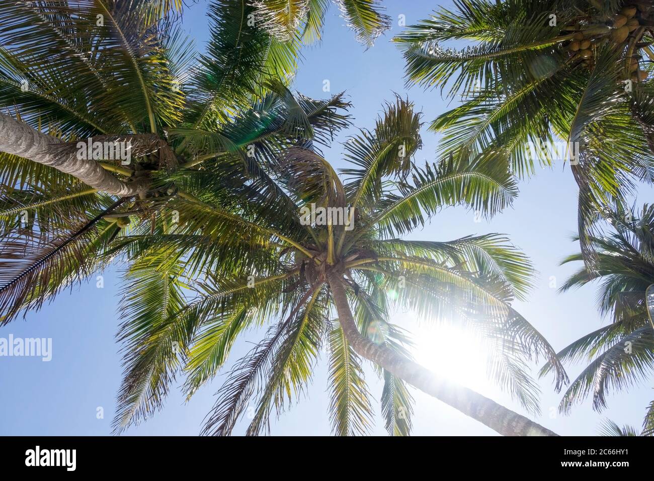 Cuba, Cienfuegos, Playa Girón, palm trees in the back light Stock Photo