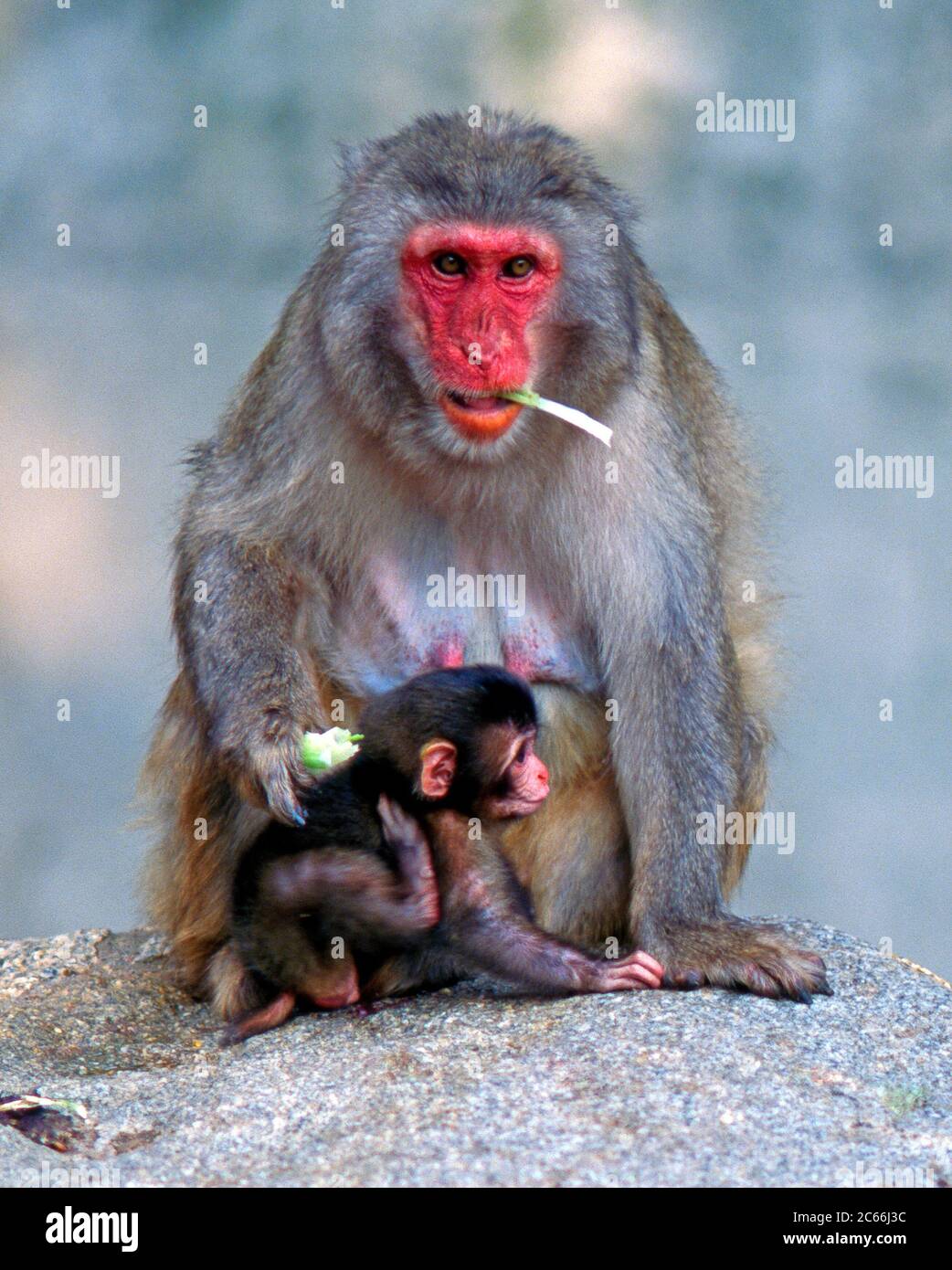 Snow monkey mother with baby on rock, Japanese macaque Stock Photo