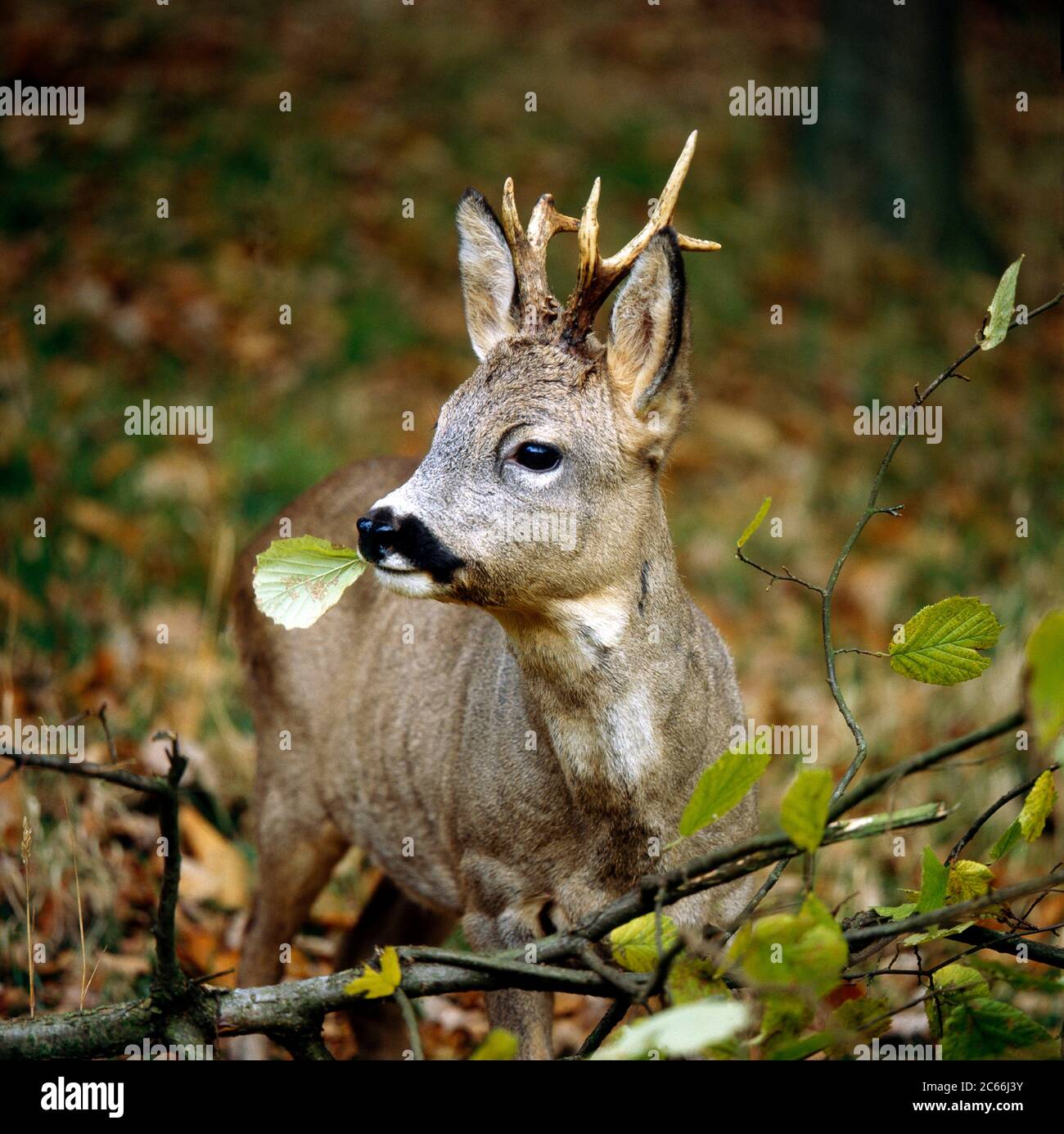Male European roe deer feeding on leaves from a hazel bush in a mixed coniferous forest Stock Photo