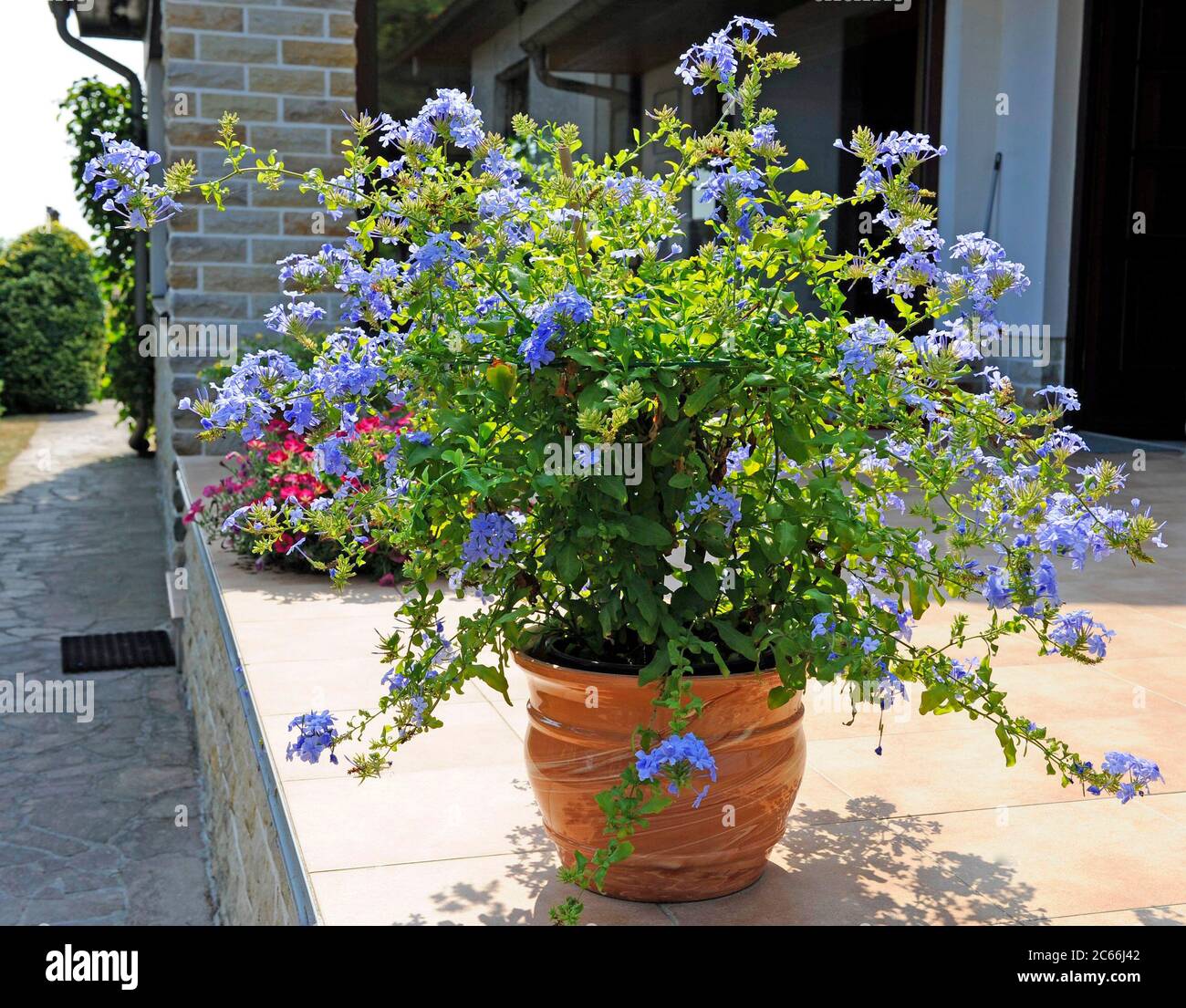 Pale blue flowering Cape leadwort, Plumbago auriculata, potted plant on patio, summer Stock Photo