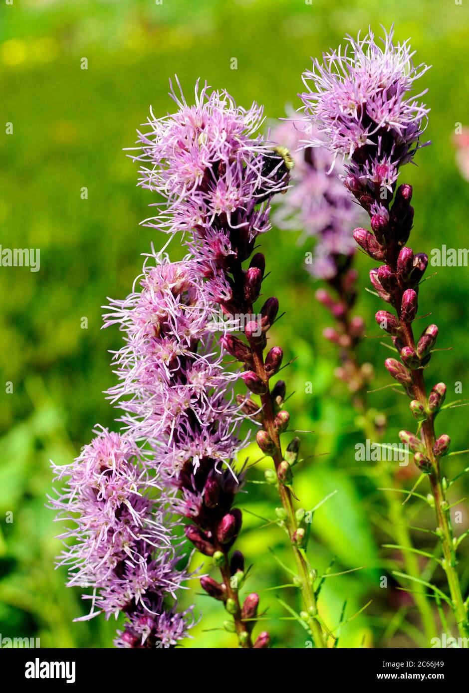 Prairie gay feathers with purple flowering spikes, Liatris spicata, flowering in a summer perennial bed Stock Photo