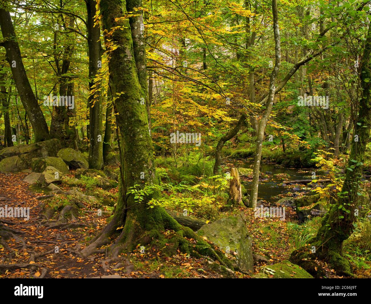 European Ravines Europe, Sweden, Scania, Söderasen National Park, Sprickdal, ravine ...