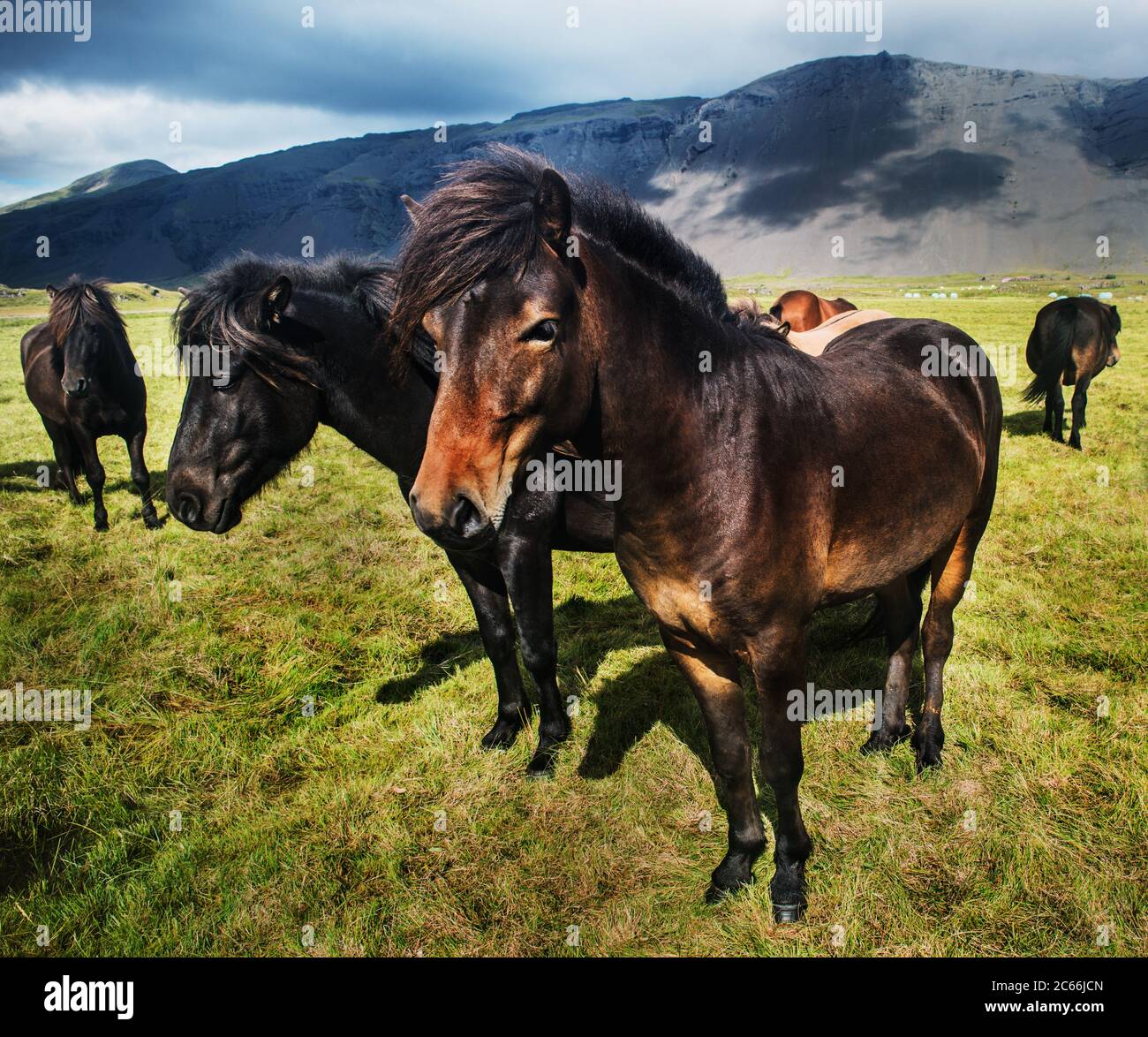 Wild horses in Southwest Iceland, Scandinavia, Europe Stock Photo