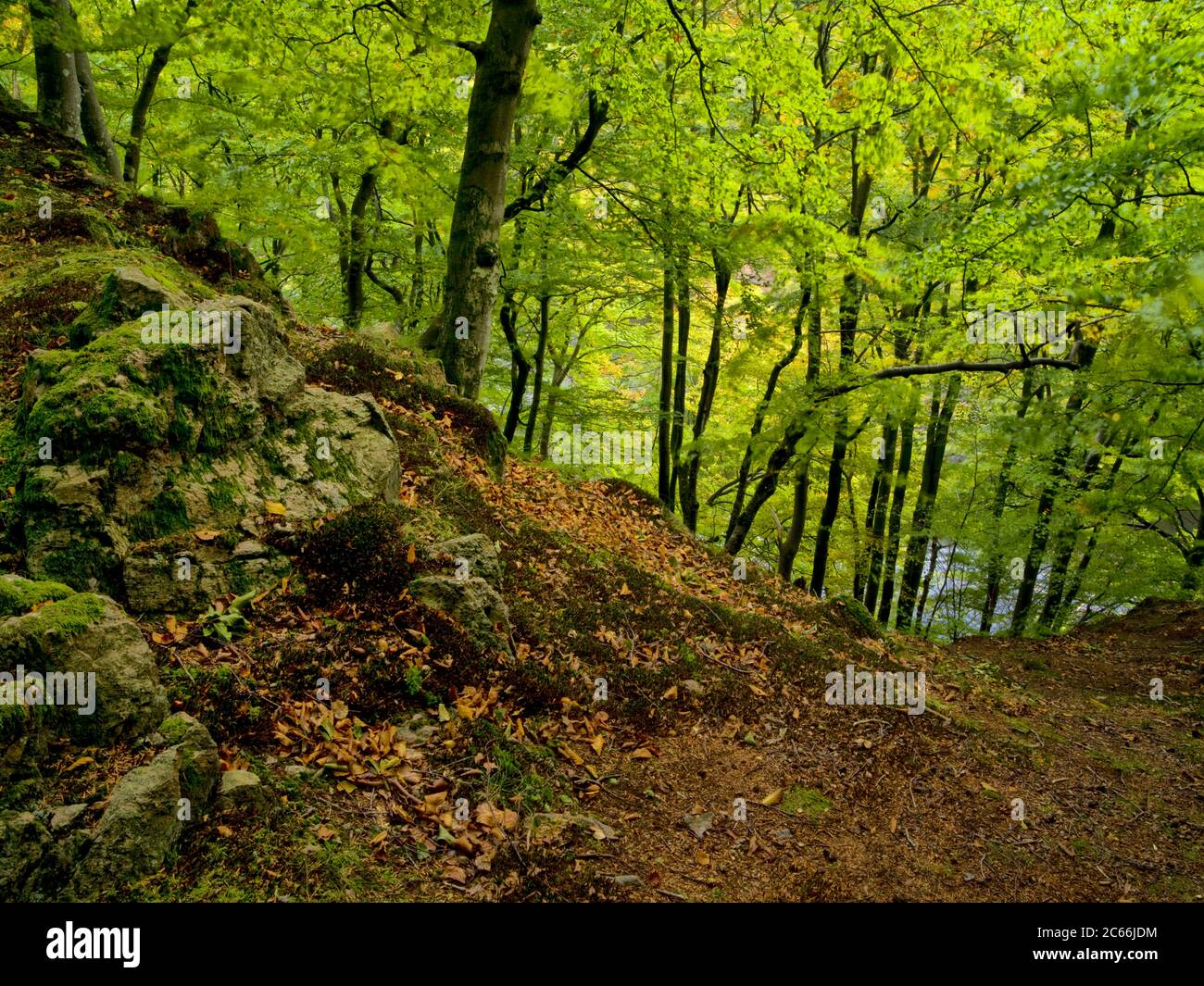 European Ravines Europe, Sweden, Scania, Söderasen National Park, Sprickdal, ravine ...