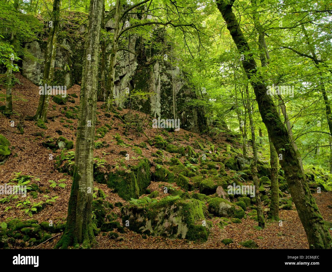 European Ravines Europe, Sweden, Scania, Söderasen National Park, Sprickdal, ravine ...