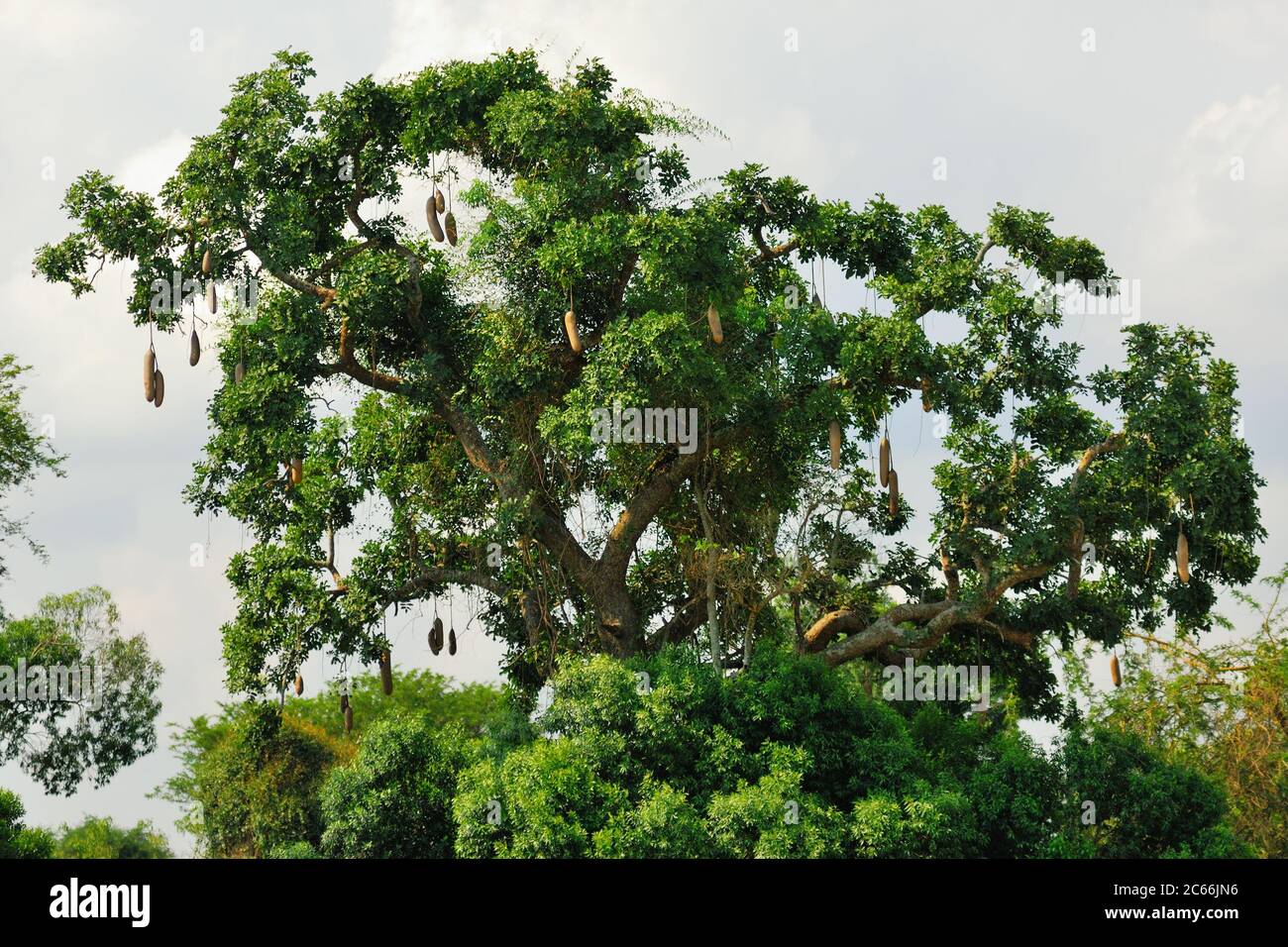 Big sausage tree (Kigelia africana) is a typical plant in tropical ...
