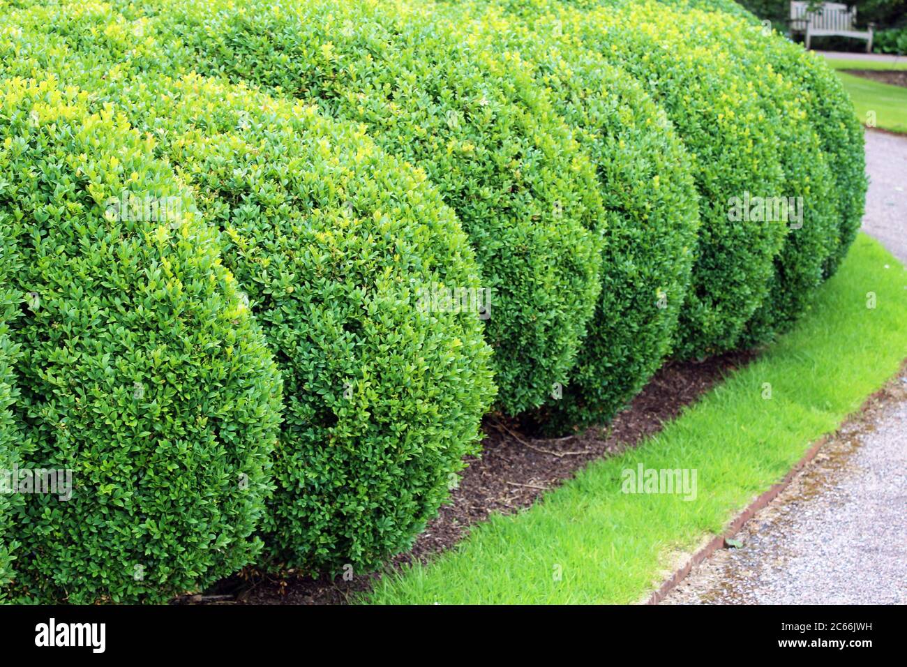 green bushes