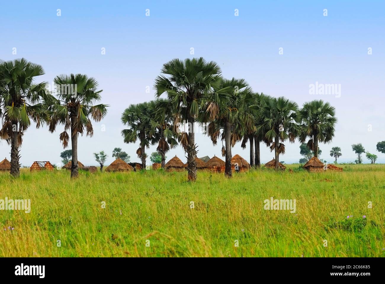 African huts and palm trees in the savannah, Uganda Stock Photo Alamy