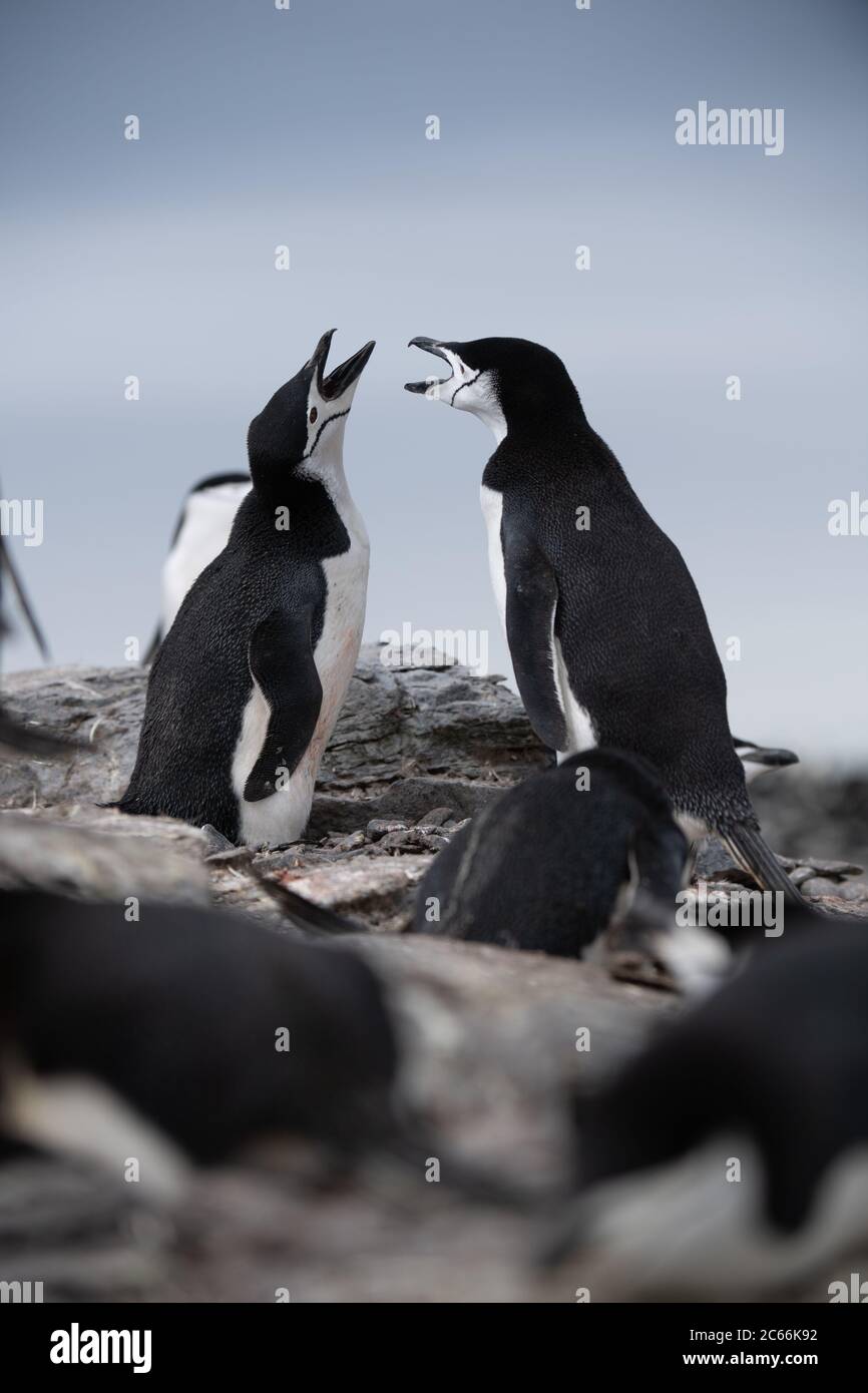 Chinstrap Penguin (Pygoscelis antarctica) displaying on Signy Island, South Shetlands, Antarctica Stock Photo